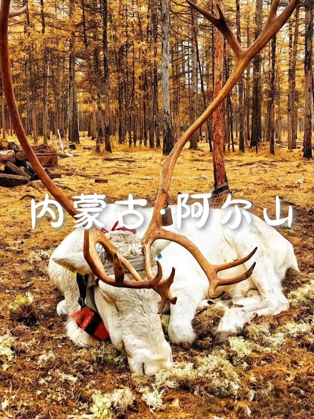 国内6个梦幻旅行天花板,美到失语