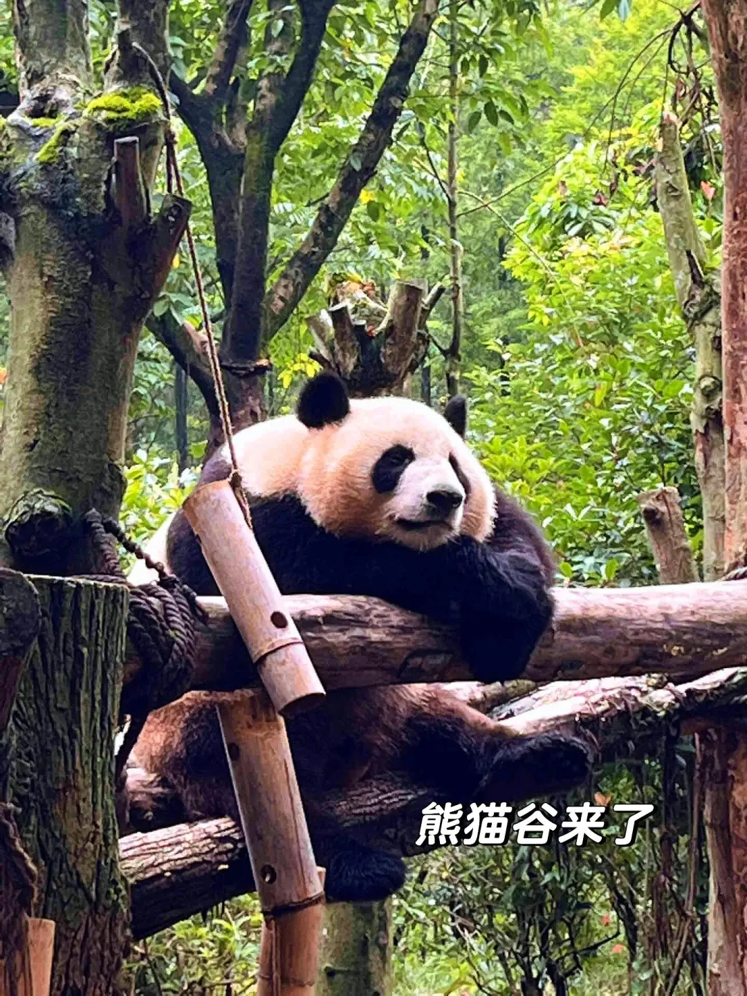 成都不只有大熊猫❗还有霍格沃茨魔法城堡‼