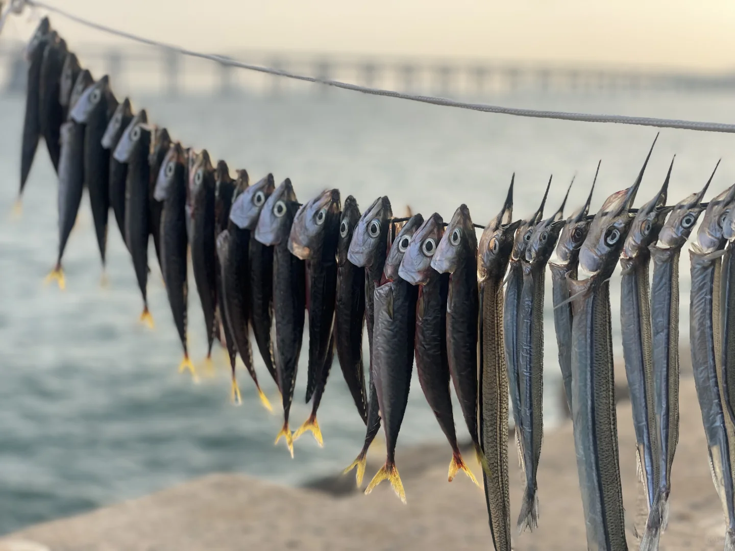 青岛-威海-烟台-大连丨9天自由行