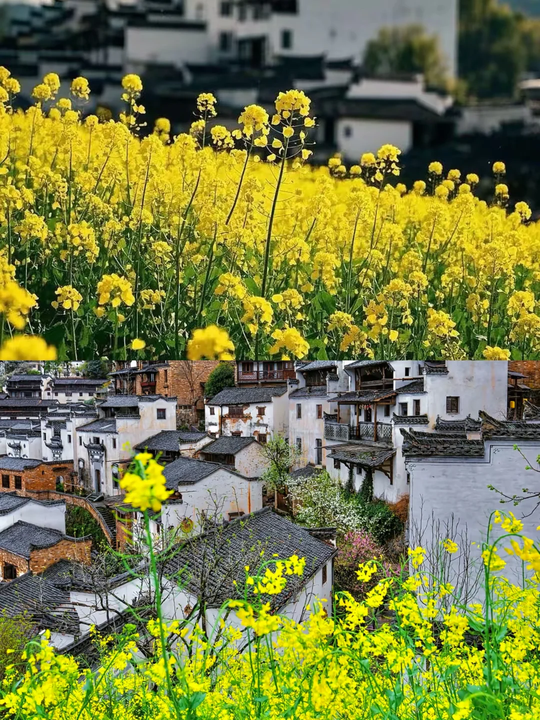 04女大📍 婺源+景德镇+南昌｜保姆级详细攻略