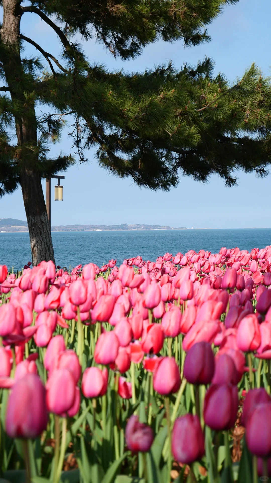 青岛威海烟台大连丨11天10夜一人行旅游攻略