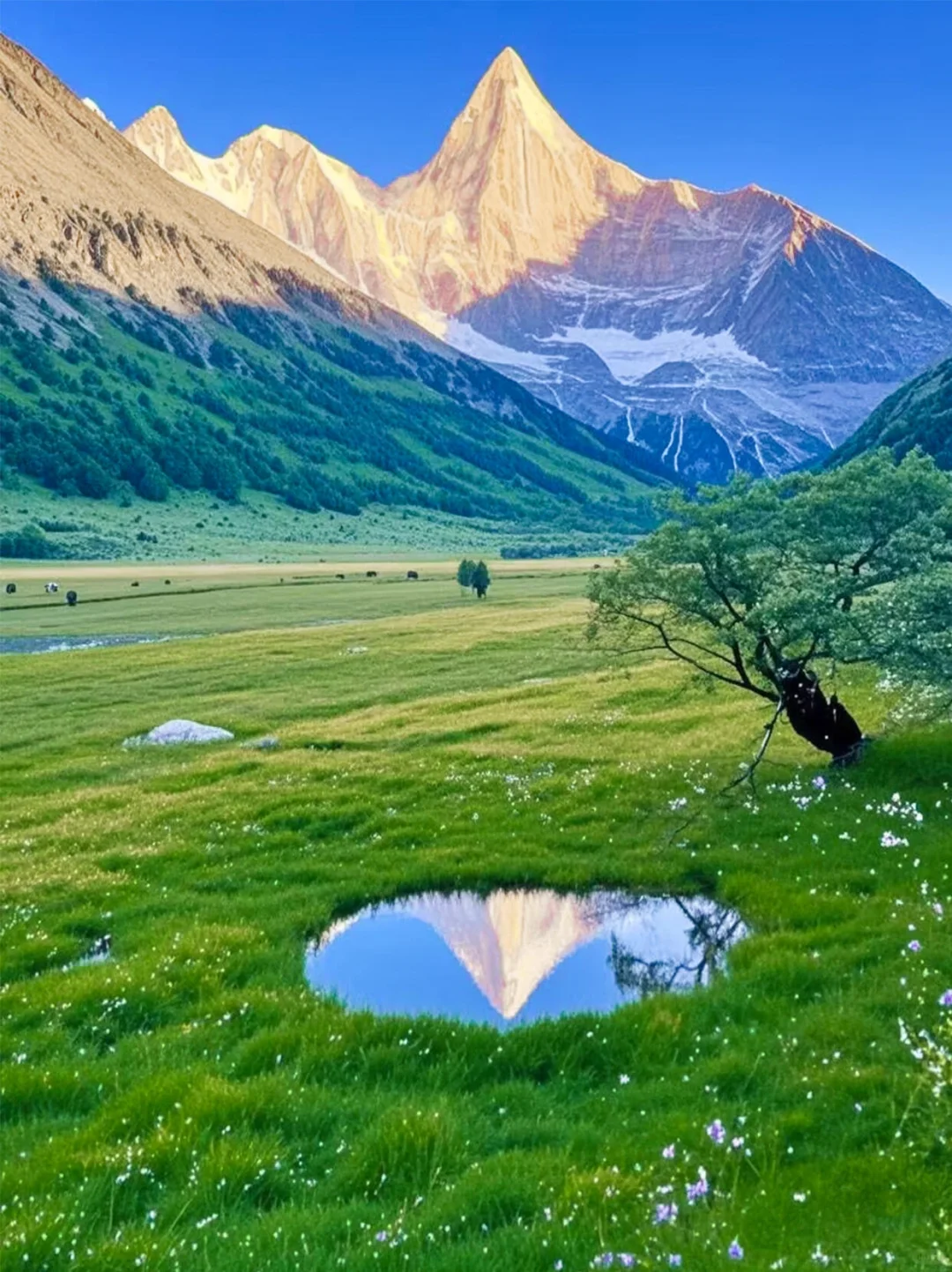 和老公去了夏天的川西，真的比瑞士还震撼