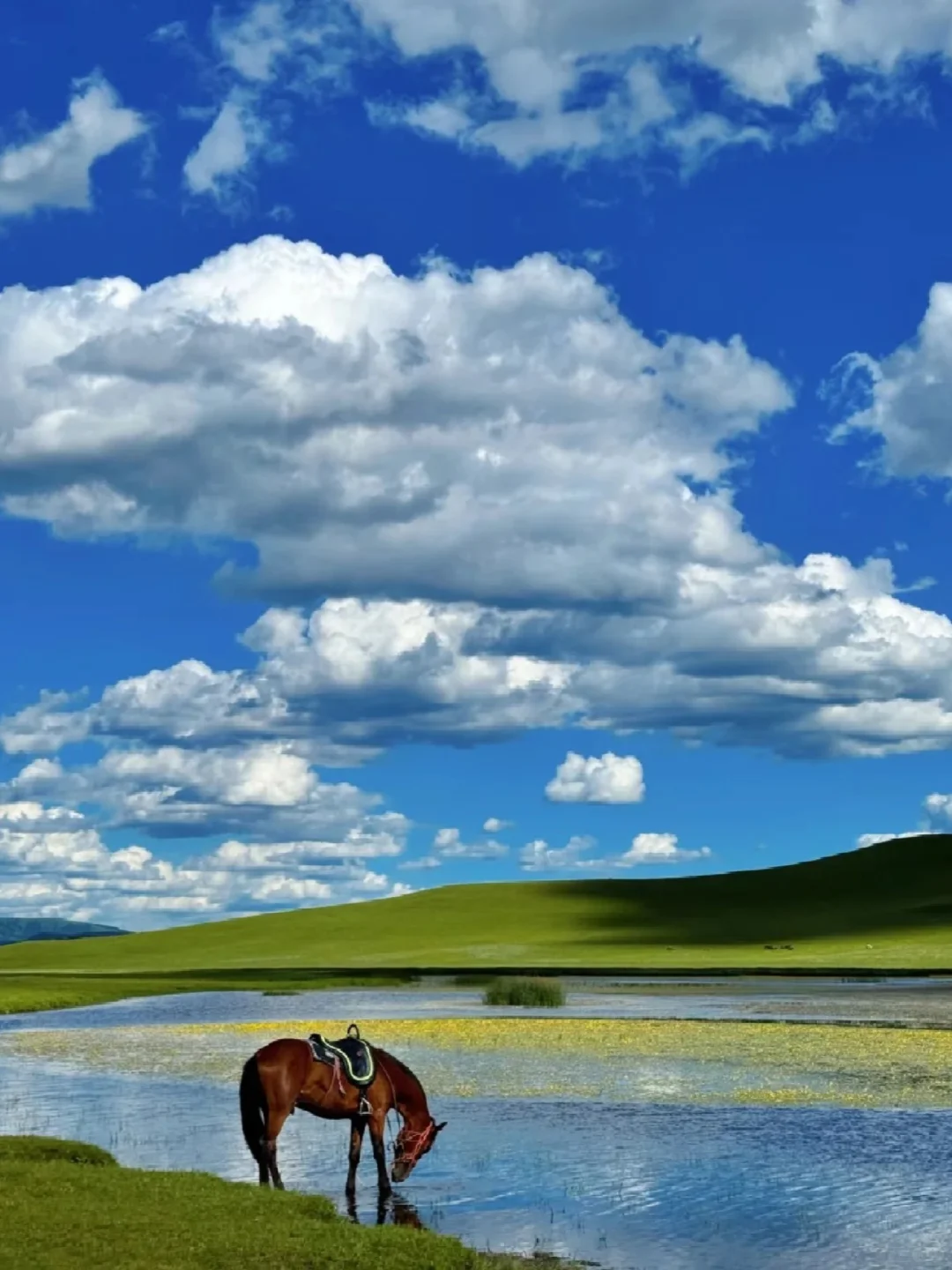 以为新疆已经很美了，直到我去了坝上草原