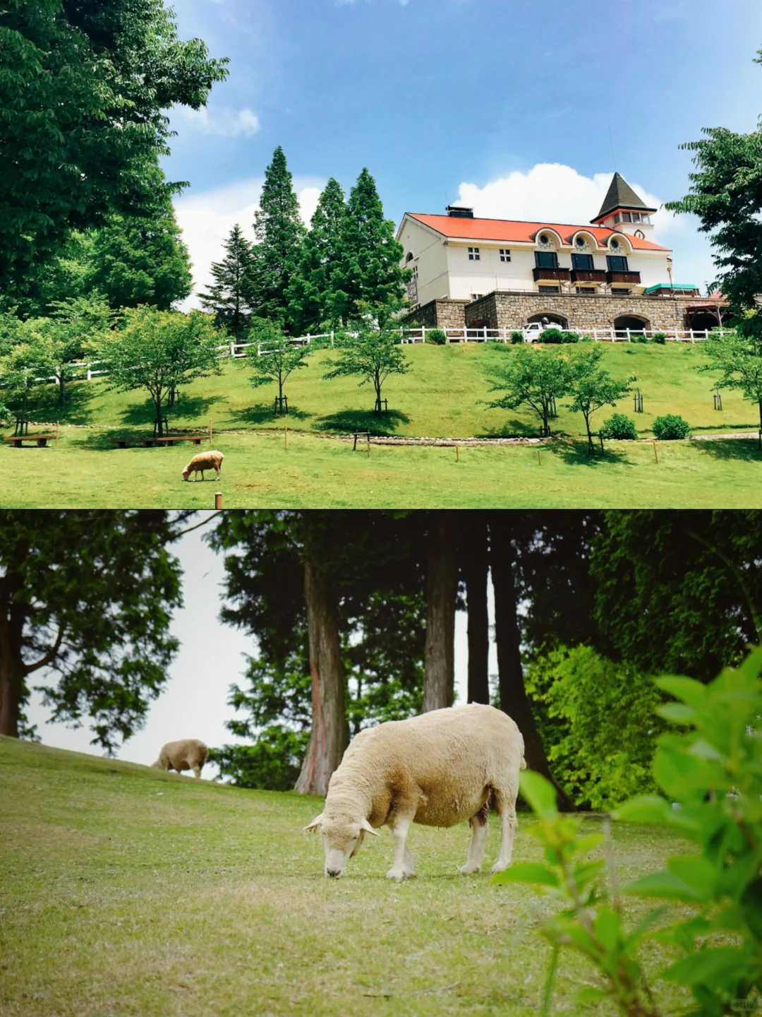 🔥去神户必看！保姆级旅行攻略来袭