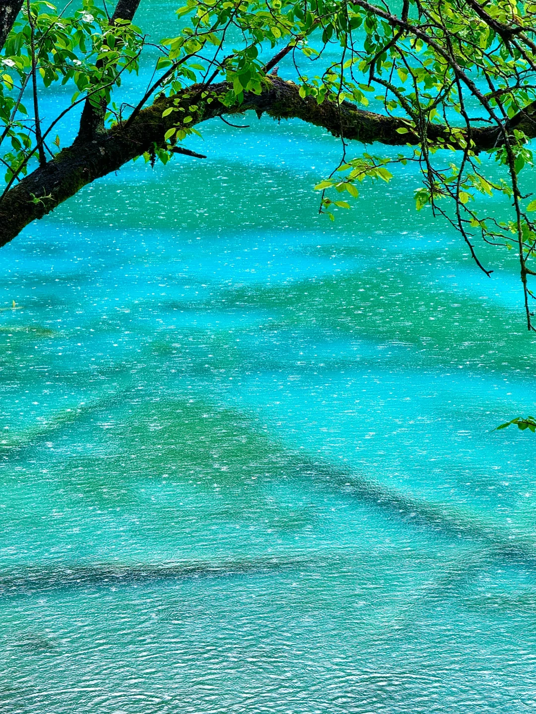 6.1实拍，下雨的九寨沟是星河。。。美到失语🥹