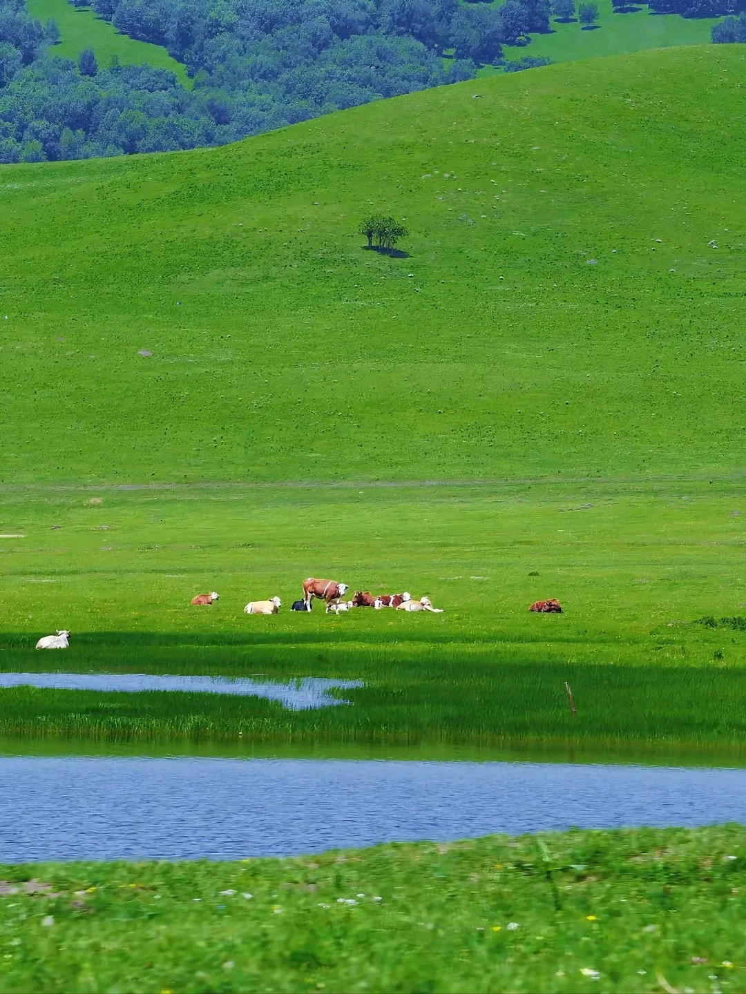 以为新疆已经很美了，直到我去了坝上草原