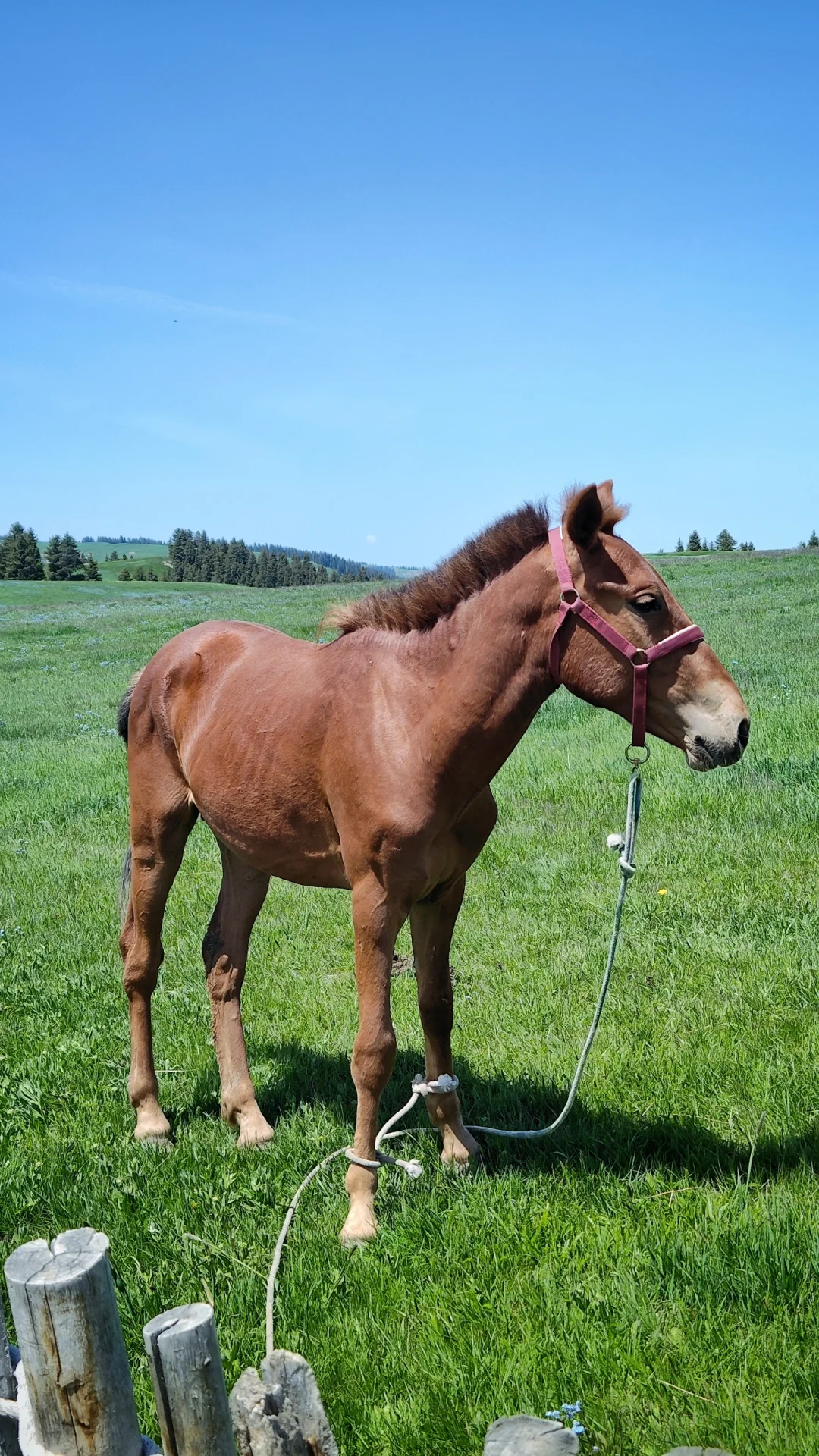 江布拉克的平替：马圈湾