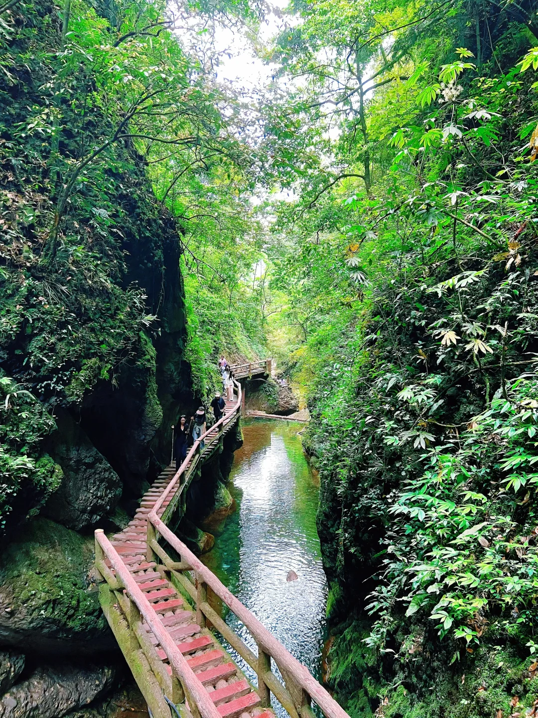 这儿真的太适合逃离了！森林氧吧🌳