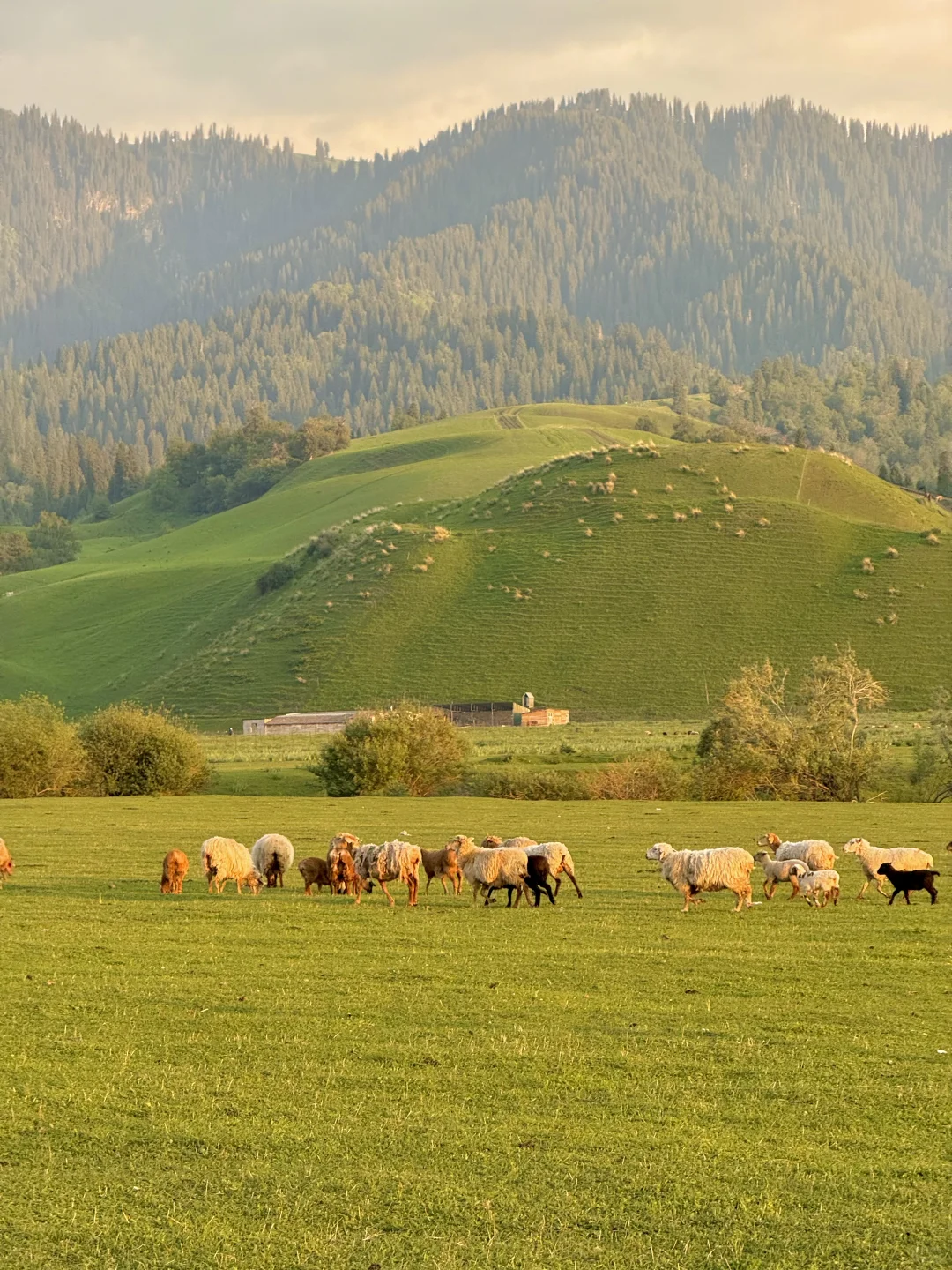 听劝!晚上8点之后再进那拉提景区..