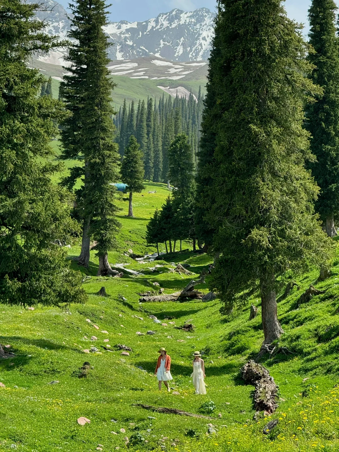 人生live🌲！这是我梦里的那片草原～