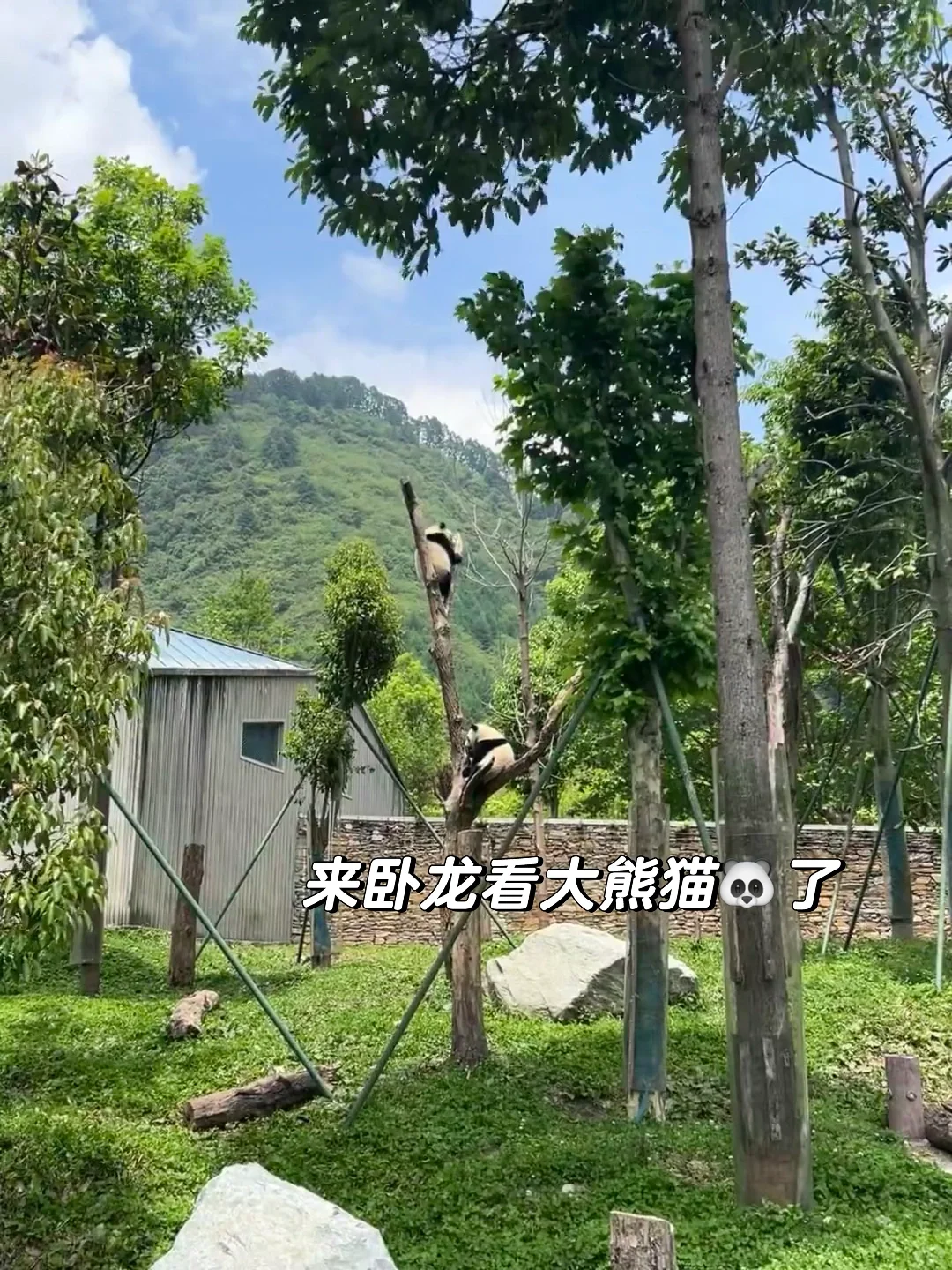 6~8月一定要带娃来这避暑💐比瑞士还震撼！！