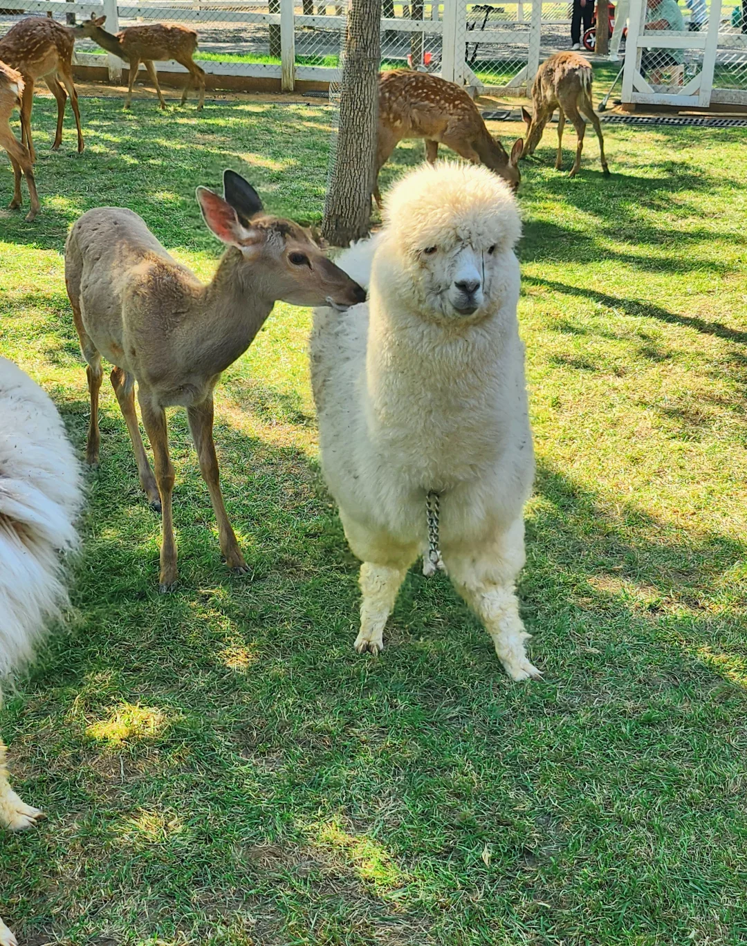 邯郸，游玩圣地——鹿尔花园