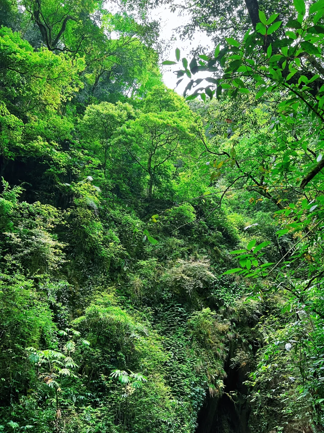这儿真的太适合逃离了！森林氧吧🌳