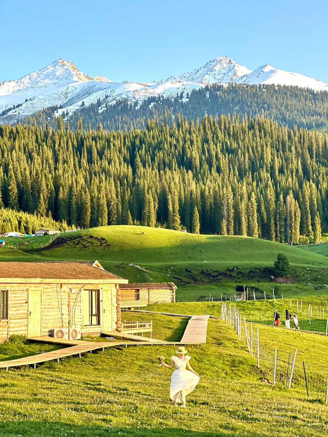 人生live🌲！这是我梦里的那片草原～