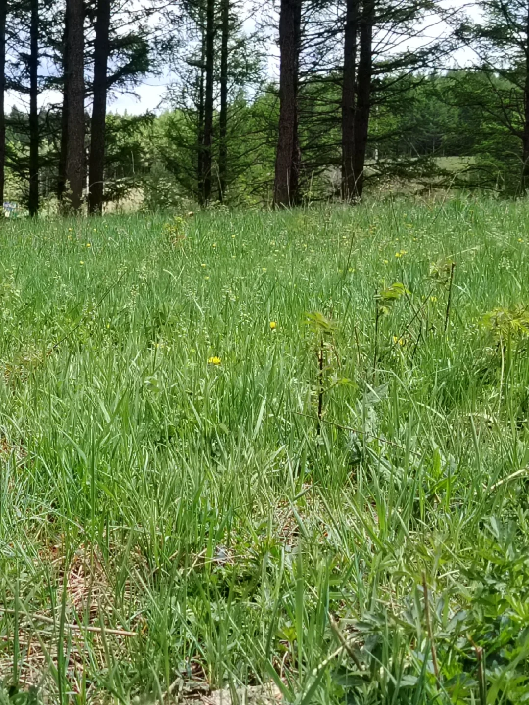 周末都给我去河北!😡2天1晚坝上草原!