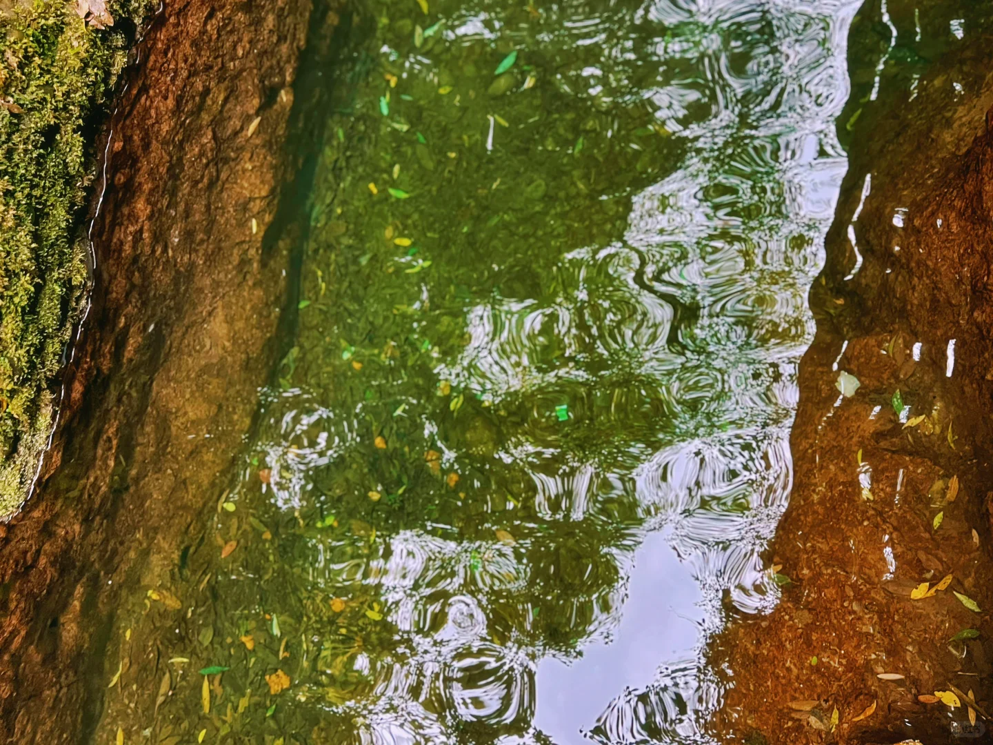 这儿真的太适合逃离了！森林氧吧🌳