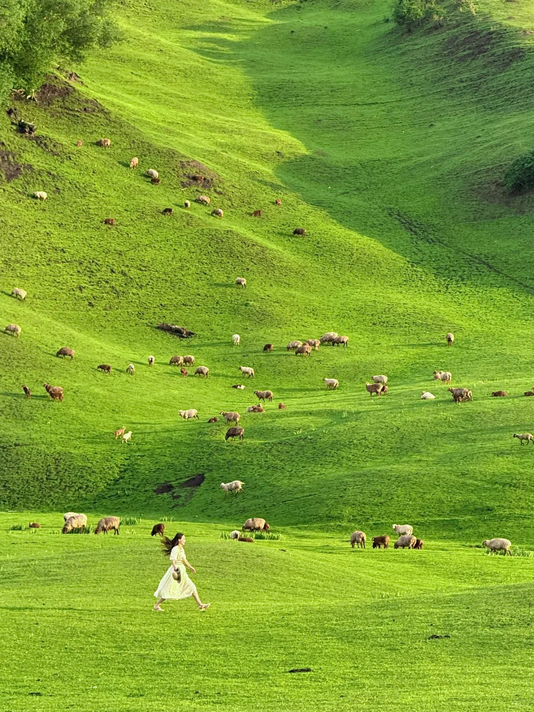 人生live🌲！这是我梦里的那片草原～