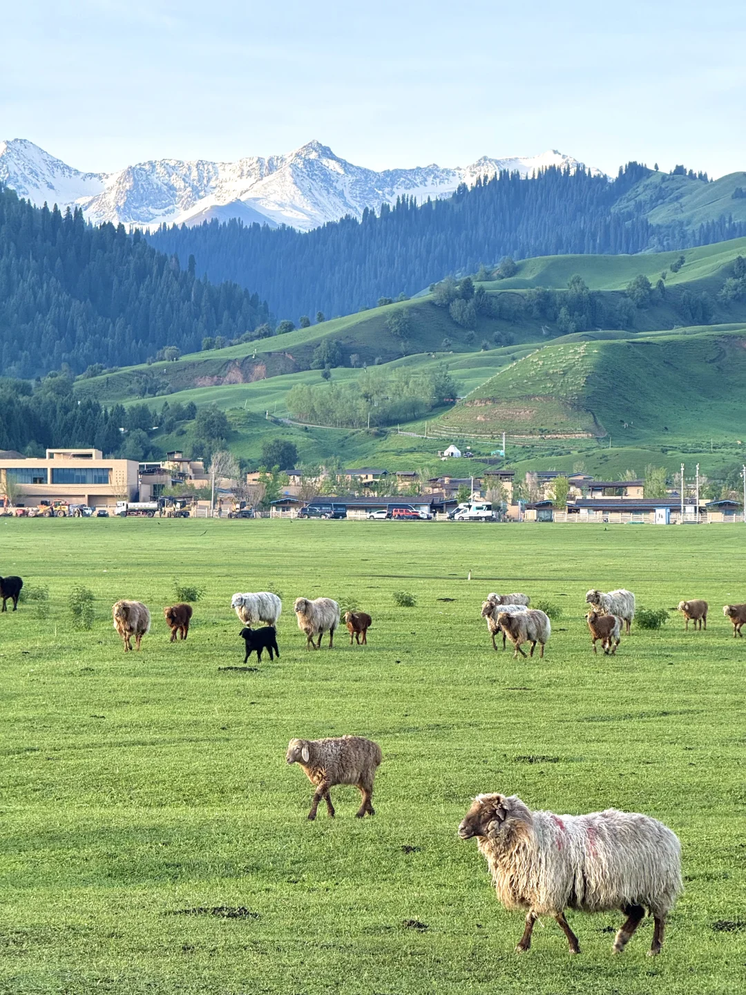 人生live🌲！这是我梦里的那片草原～