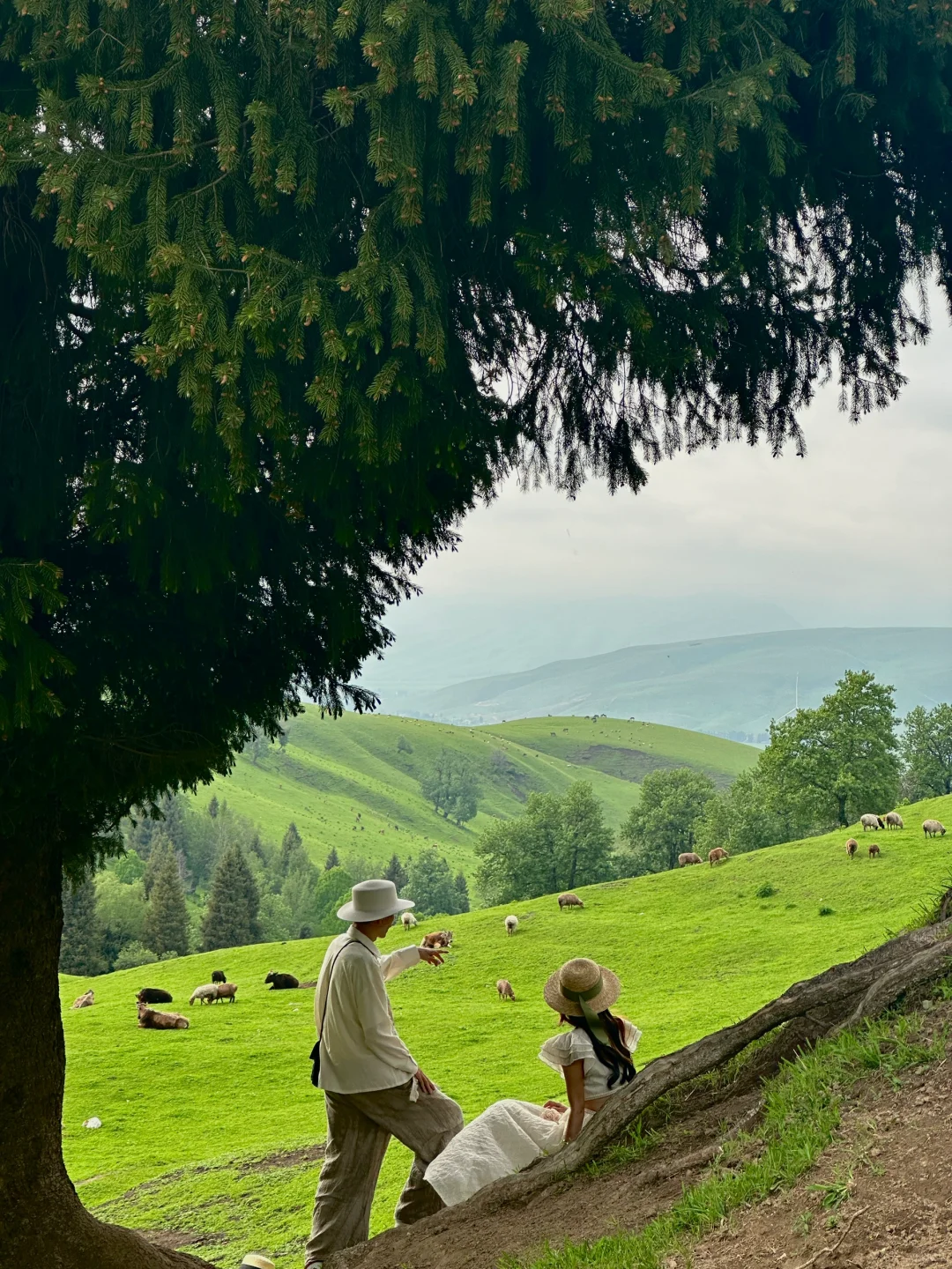 人生live🌲！这是我梦里的那片草原～