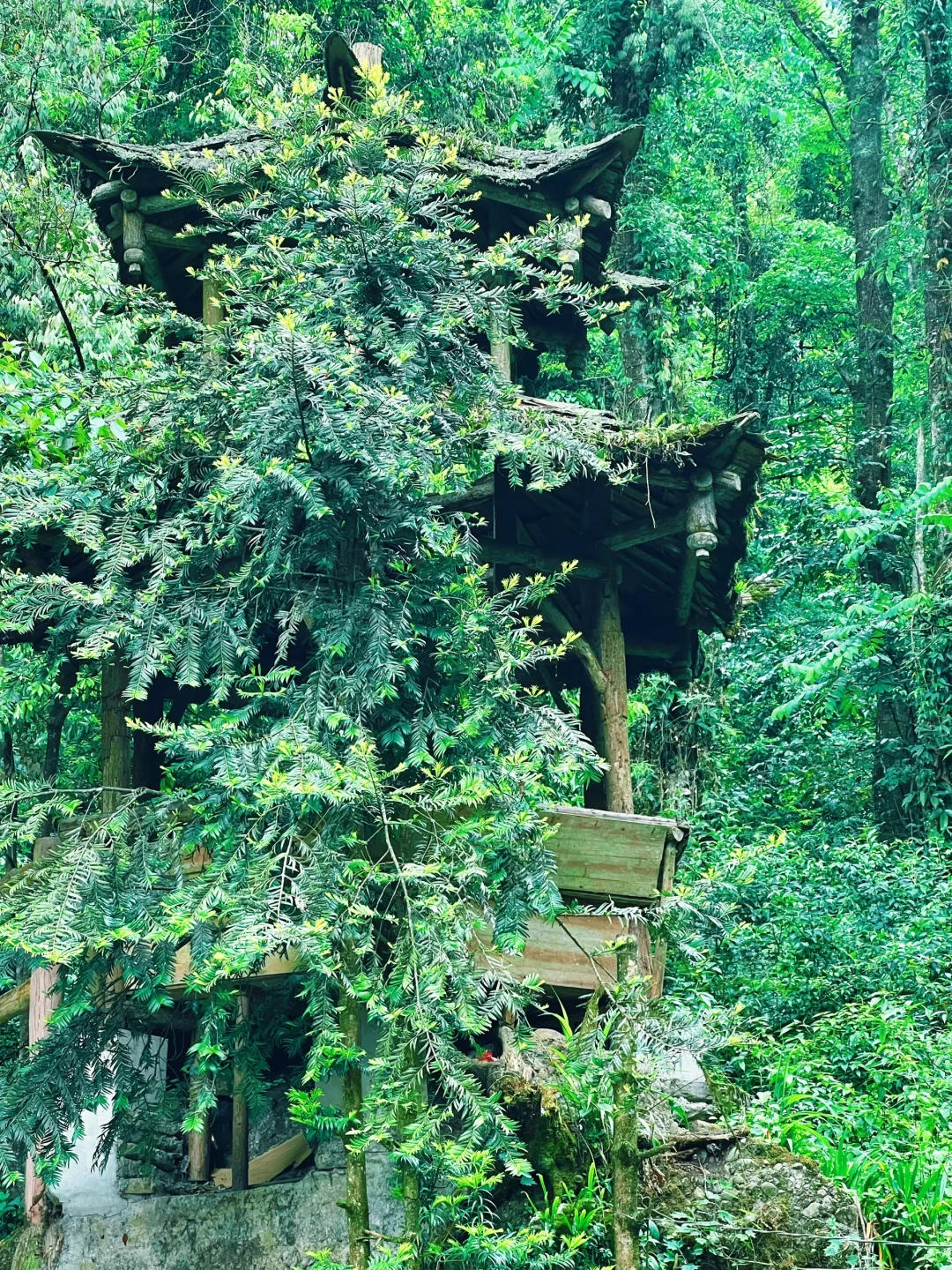 这儿真的太适合逃离了！森林氧吧🌳