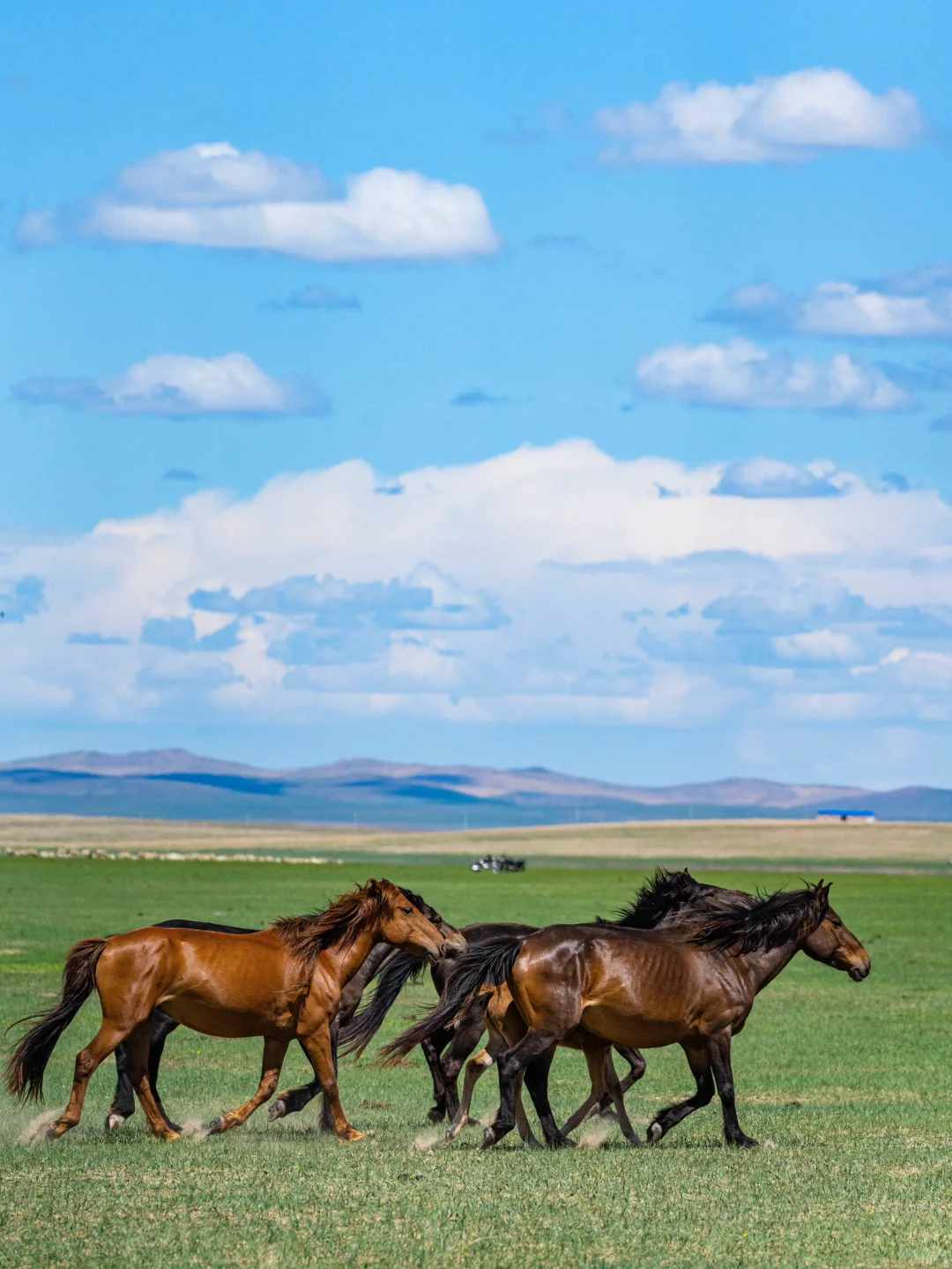 草原的尽头是海｜真不是英国，这里是内蒙古！