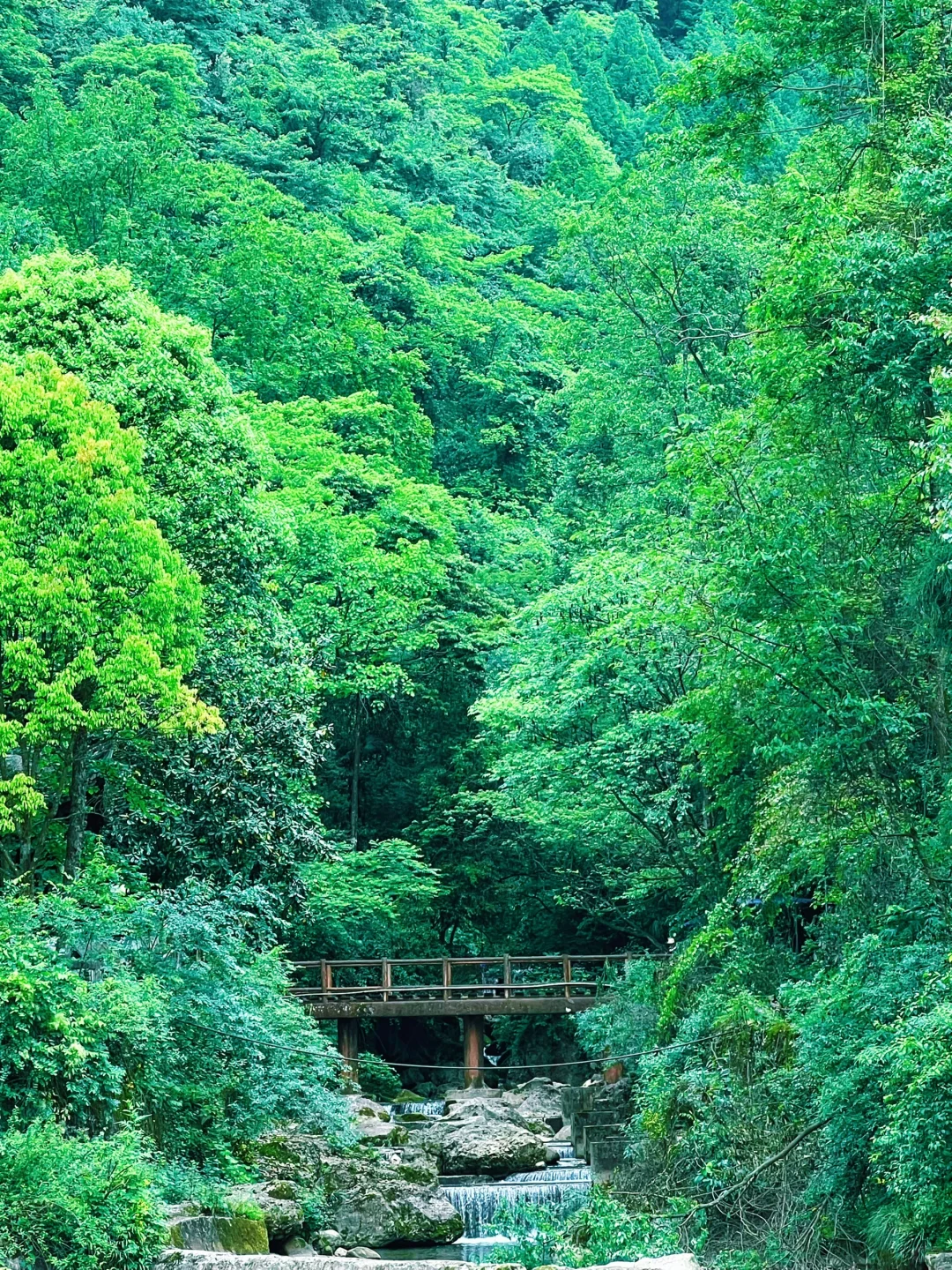 这儿真的太适合逃离了！森林氧吧🌳