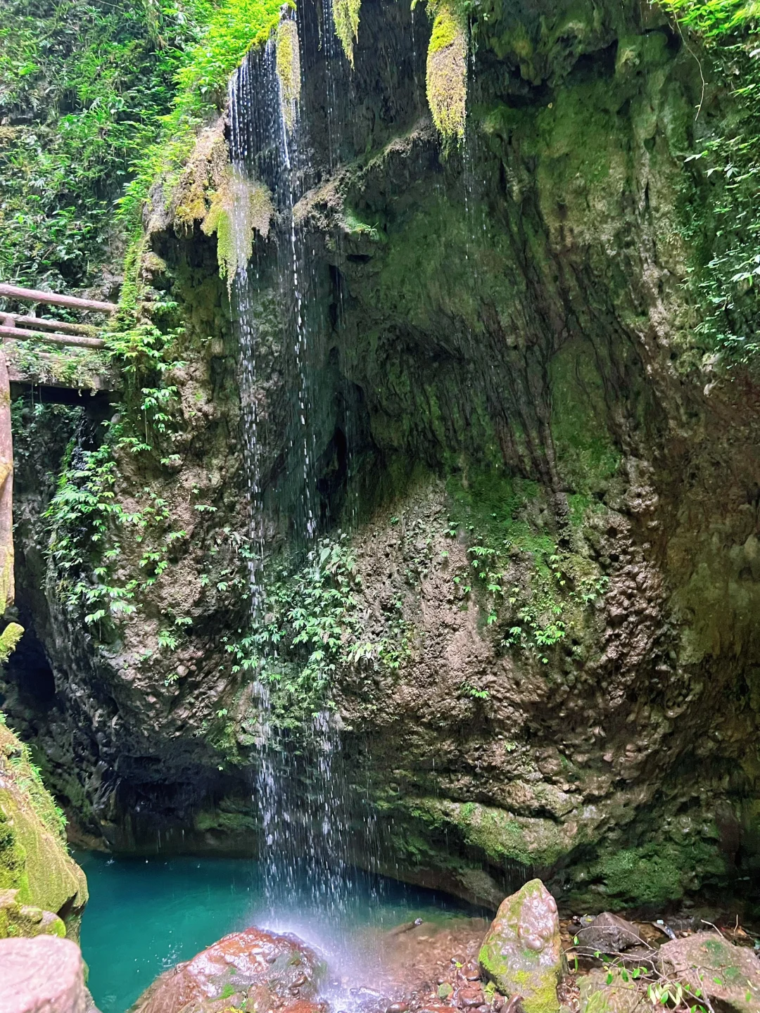 这儿真的太适合逃离了！森林氧吧🌳