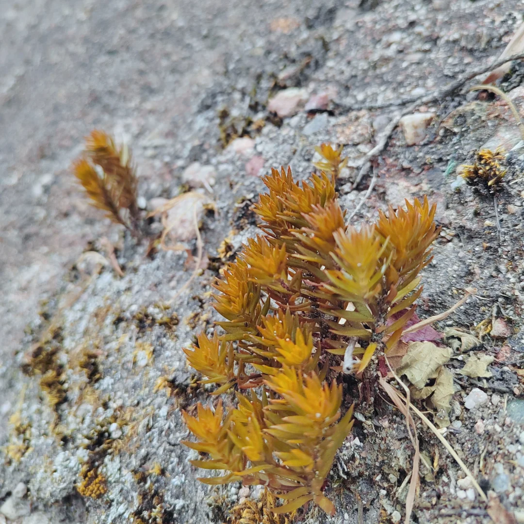 广西周边游——桂林八角寨景区