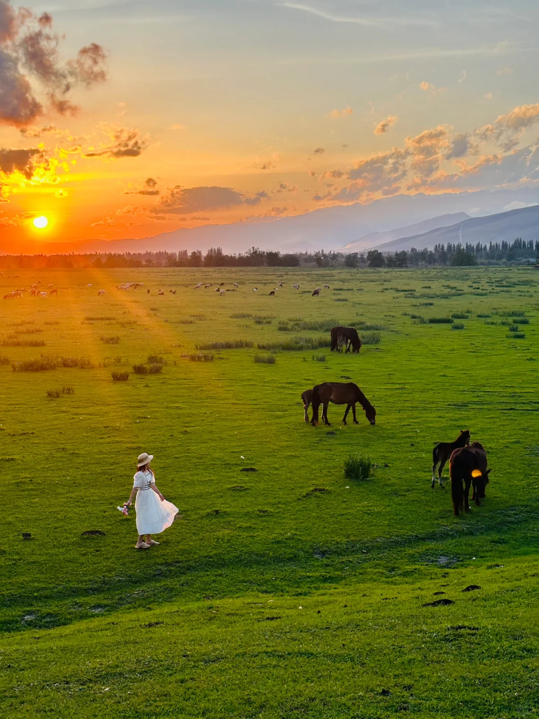 人生live🌲！这是我梦里的那片草原～