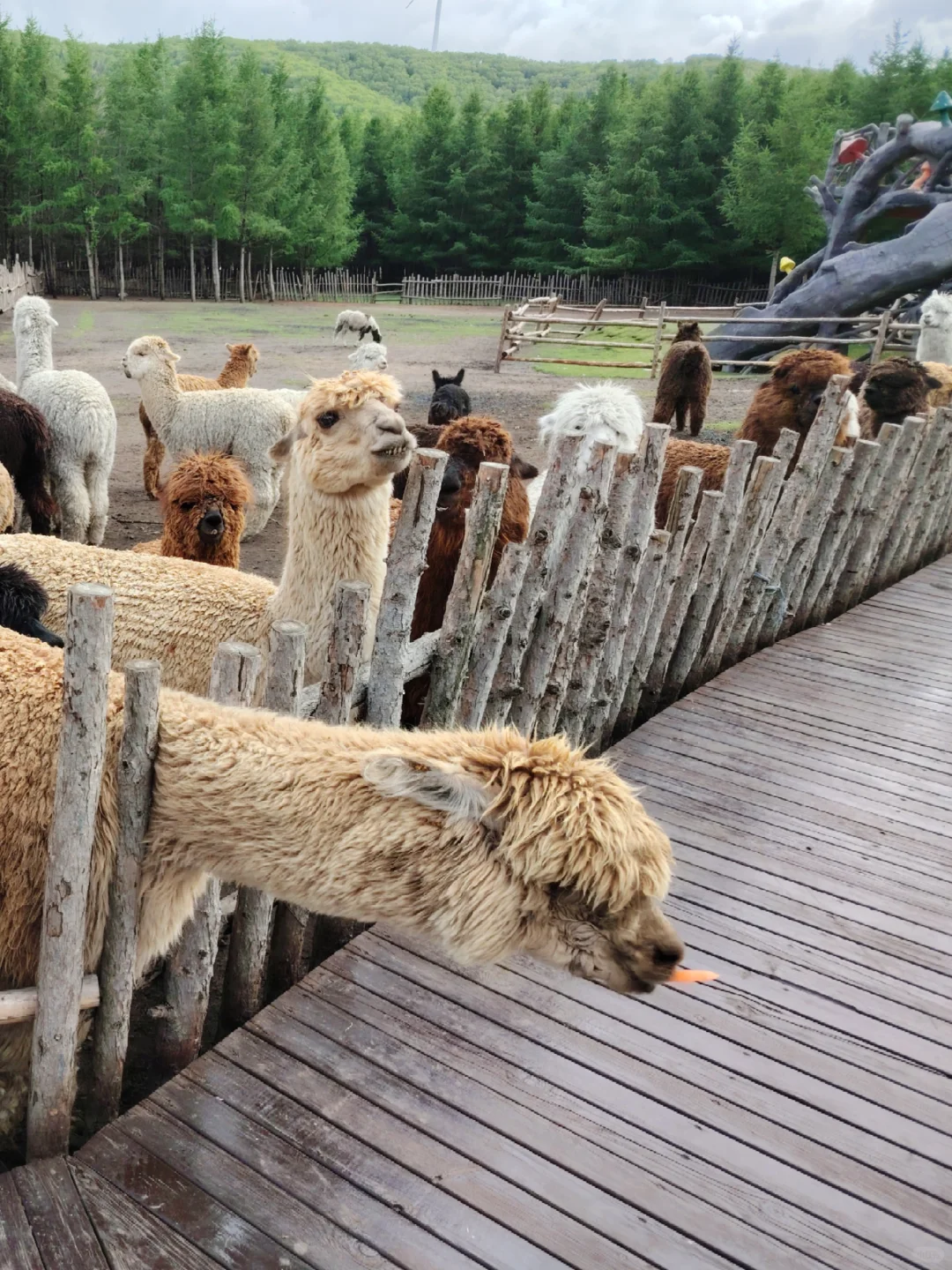 周末都给我去河北!😡2天1晚坝上草原!