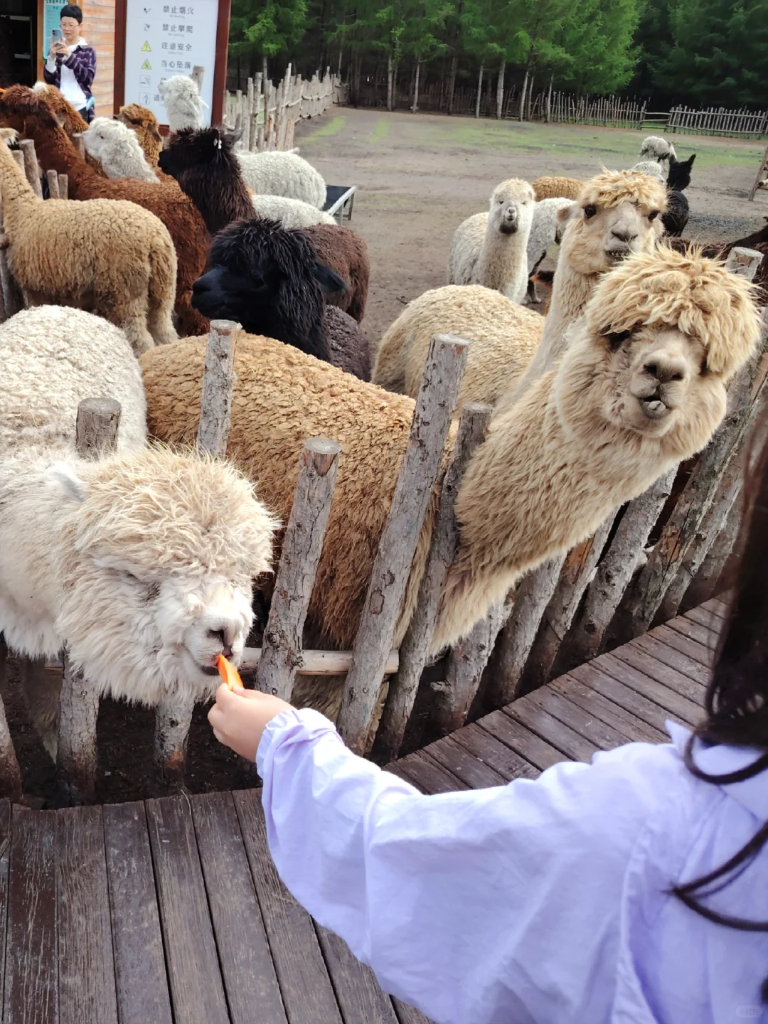 周末都给我去河北!😡2天1晚坝上草原!