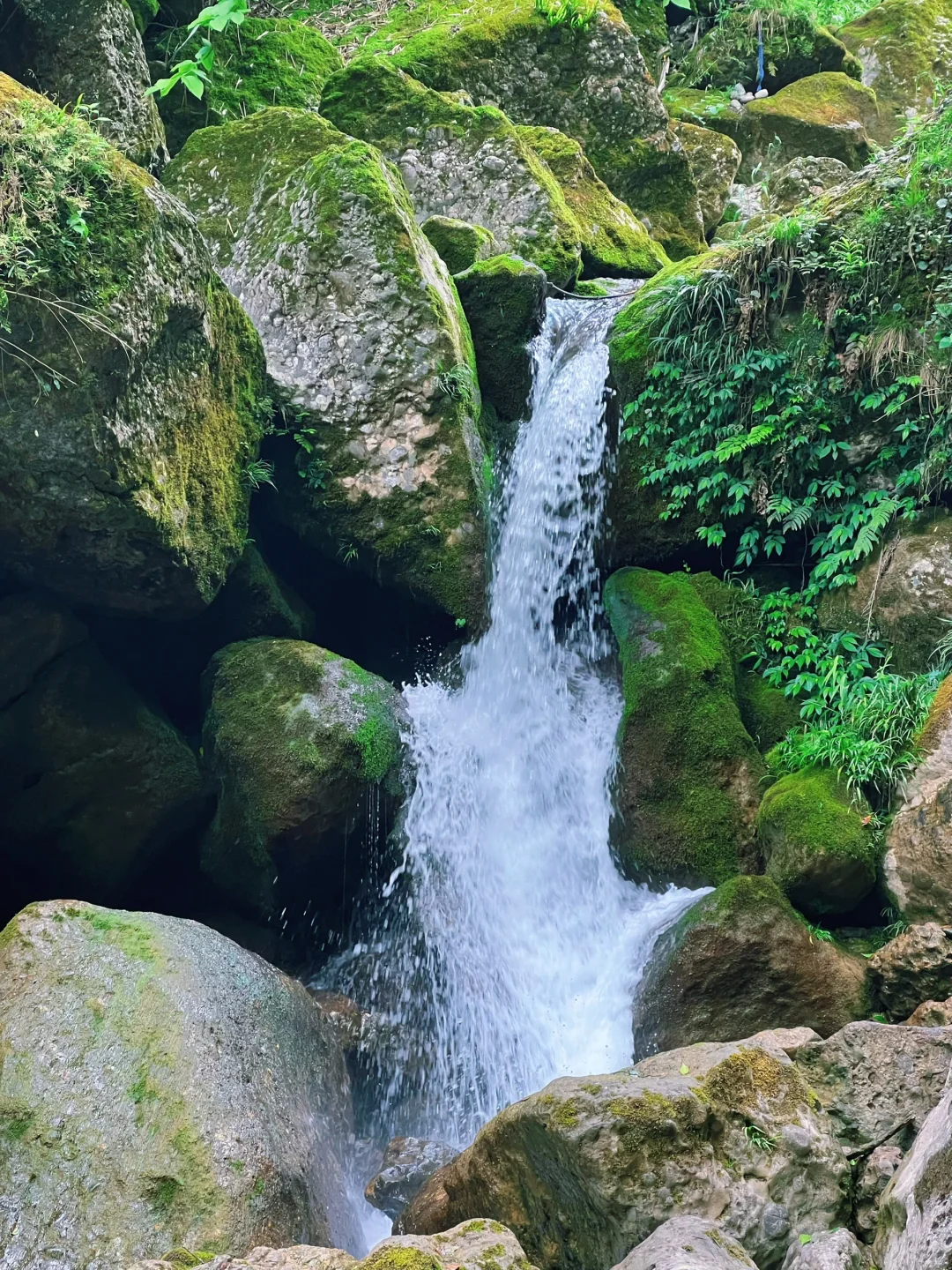 这儿真的太适合逃离了！森林氧吧🌳