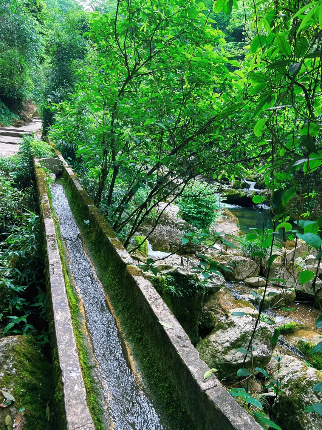 这儿真的太适合逃离了！森林氧吧🌳