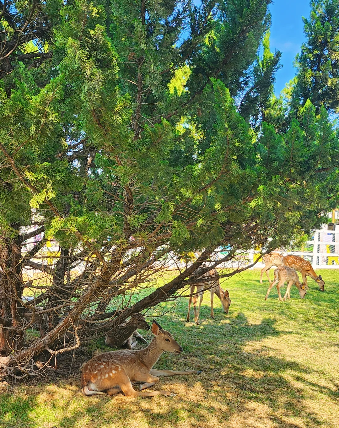 邯郸，游玩圣地——鹿尔花园