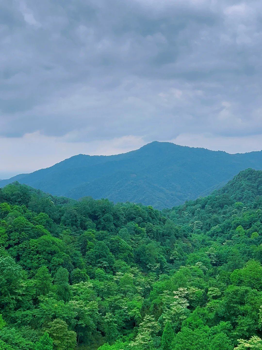 这儿真的太适合逃离了！森林氧吧🌳