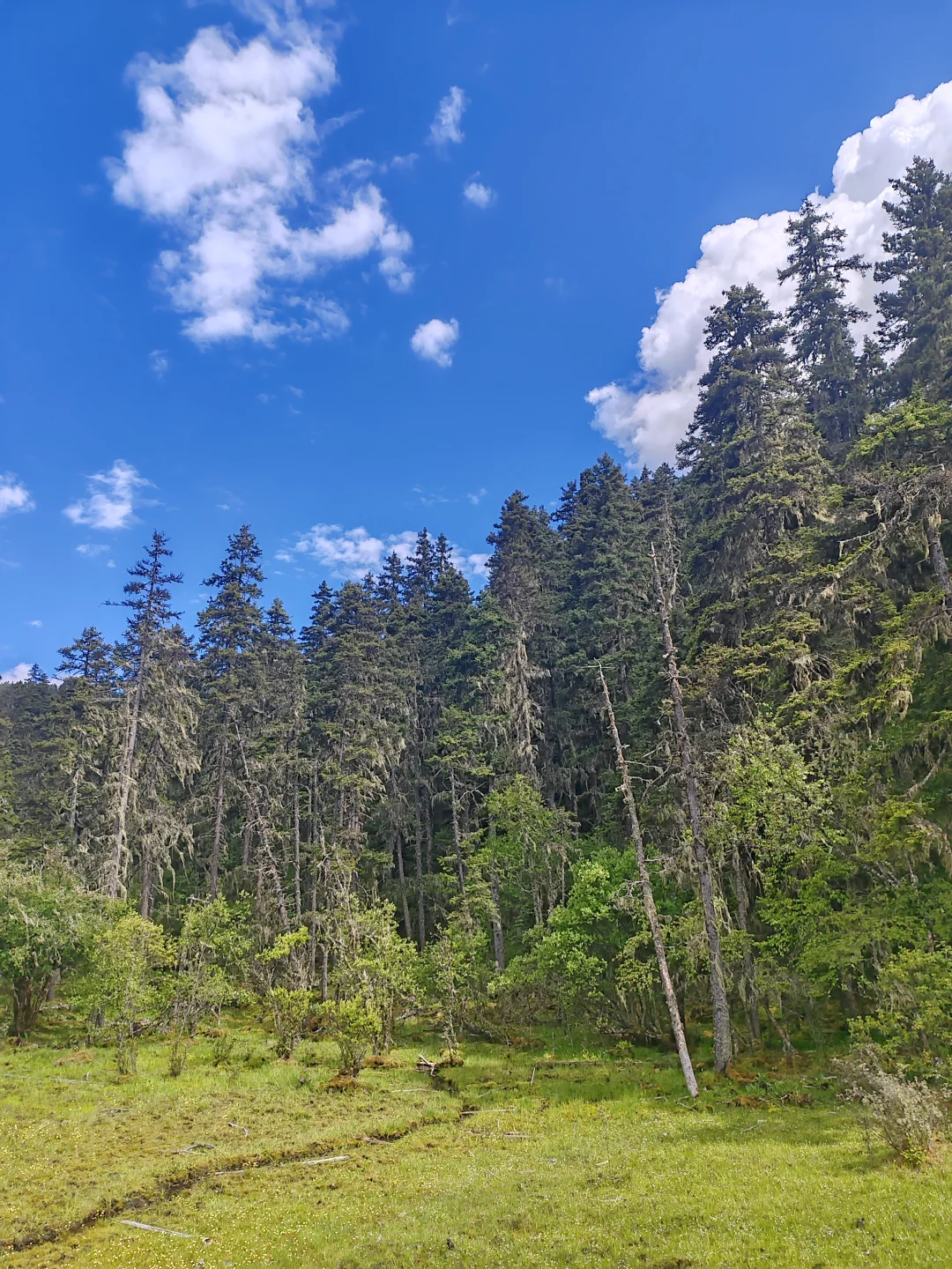 香格里拉普达措国家公园门票不便宜但确实美