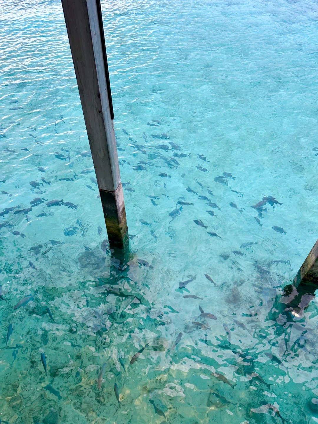 🇲🇻马尔代夫 live图