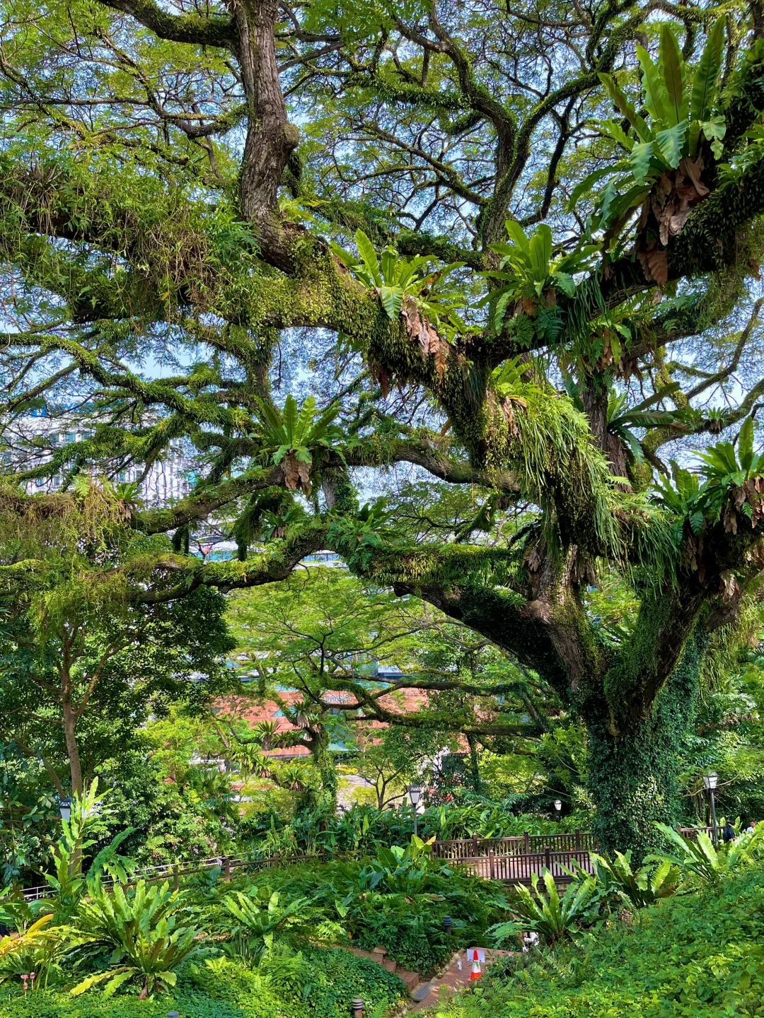 新加坡旅行后劲太大了😭哭着发出18张live….