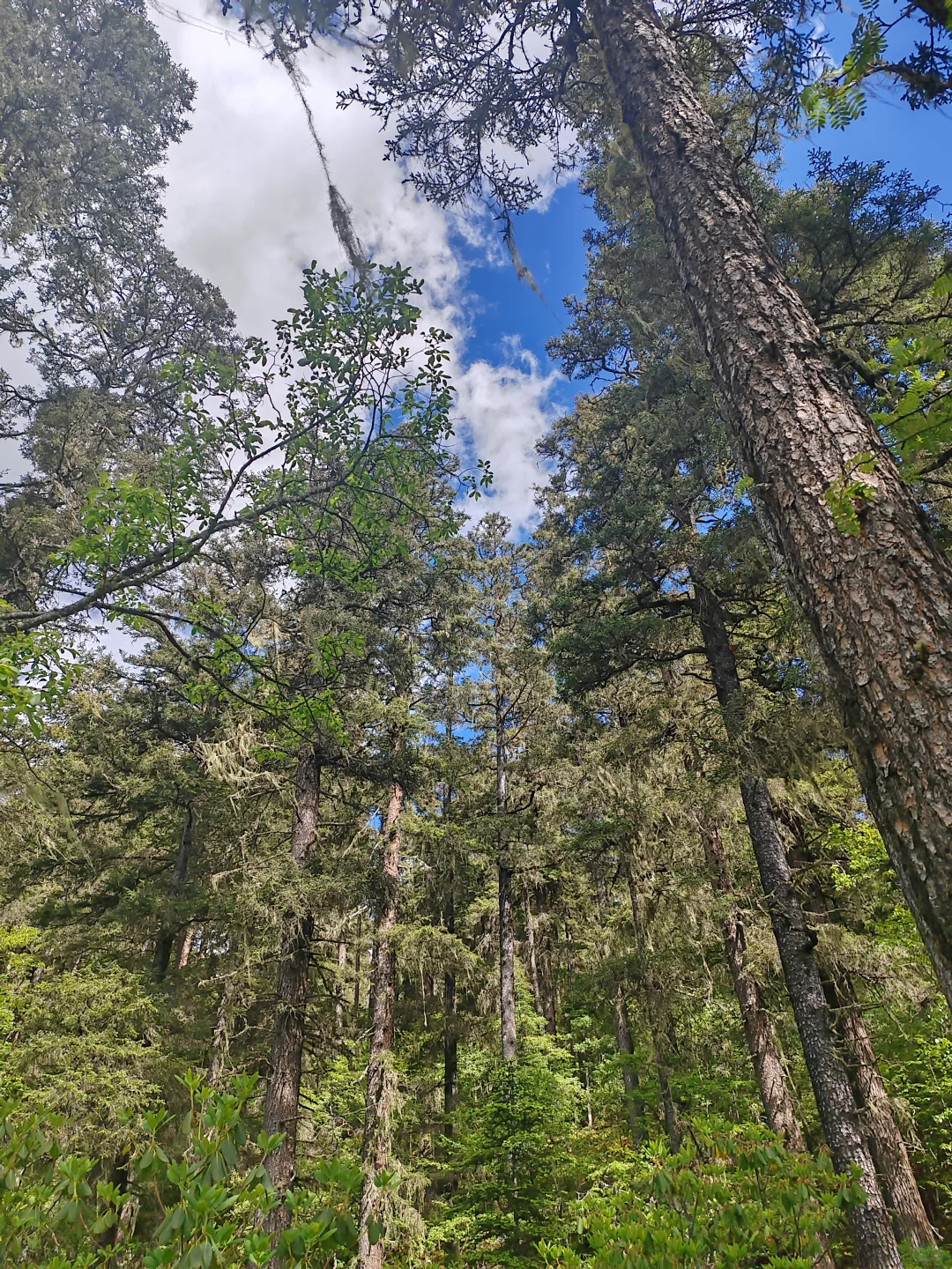 香格里拉普达措国家公园门票不便宜但确实美