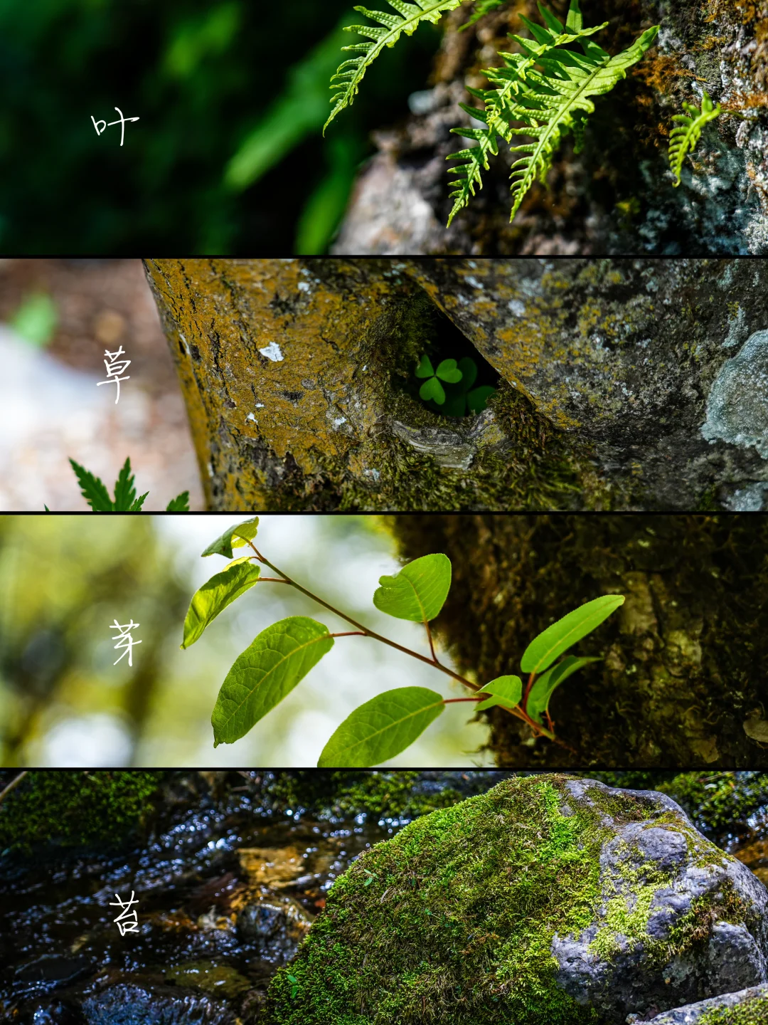 以为川西已经很美了，直到我去了这里……