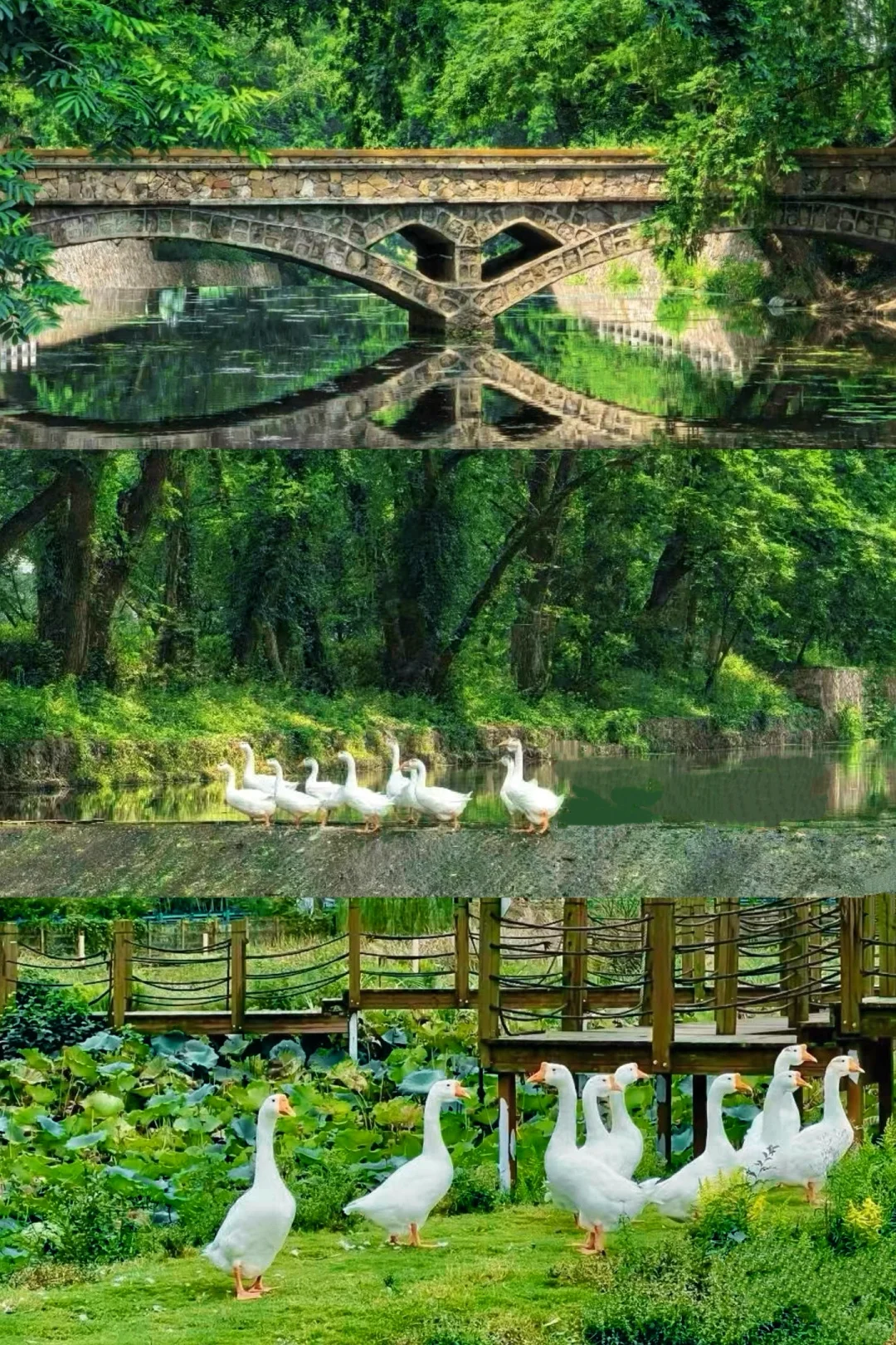 真的是合肥❗️不是西溪南🌿发朋友圈被问疯了