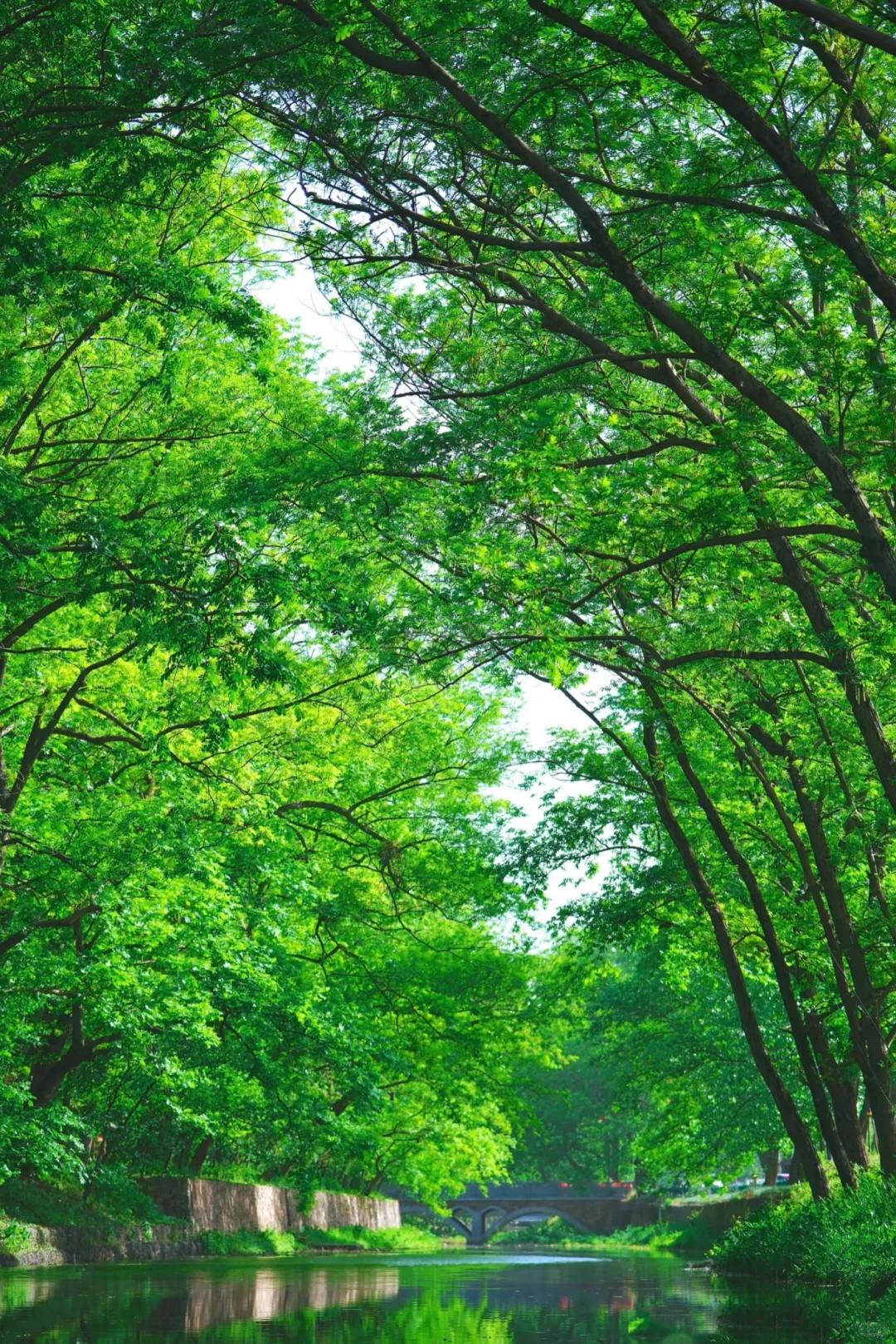 真的是合肥❗️不是西溪南🌿发朋友圈被问疯了