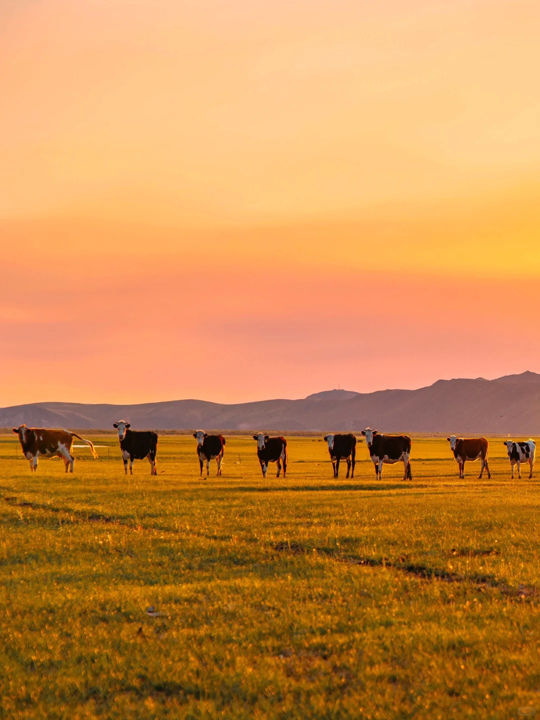 夏天的呼伦贝尔太适合遛娃了！六天五夜攻略