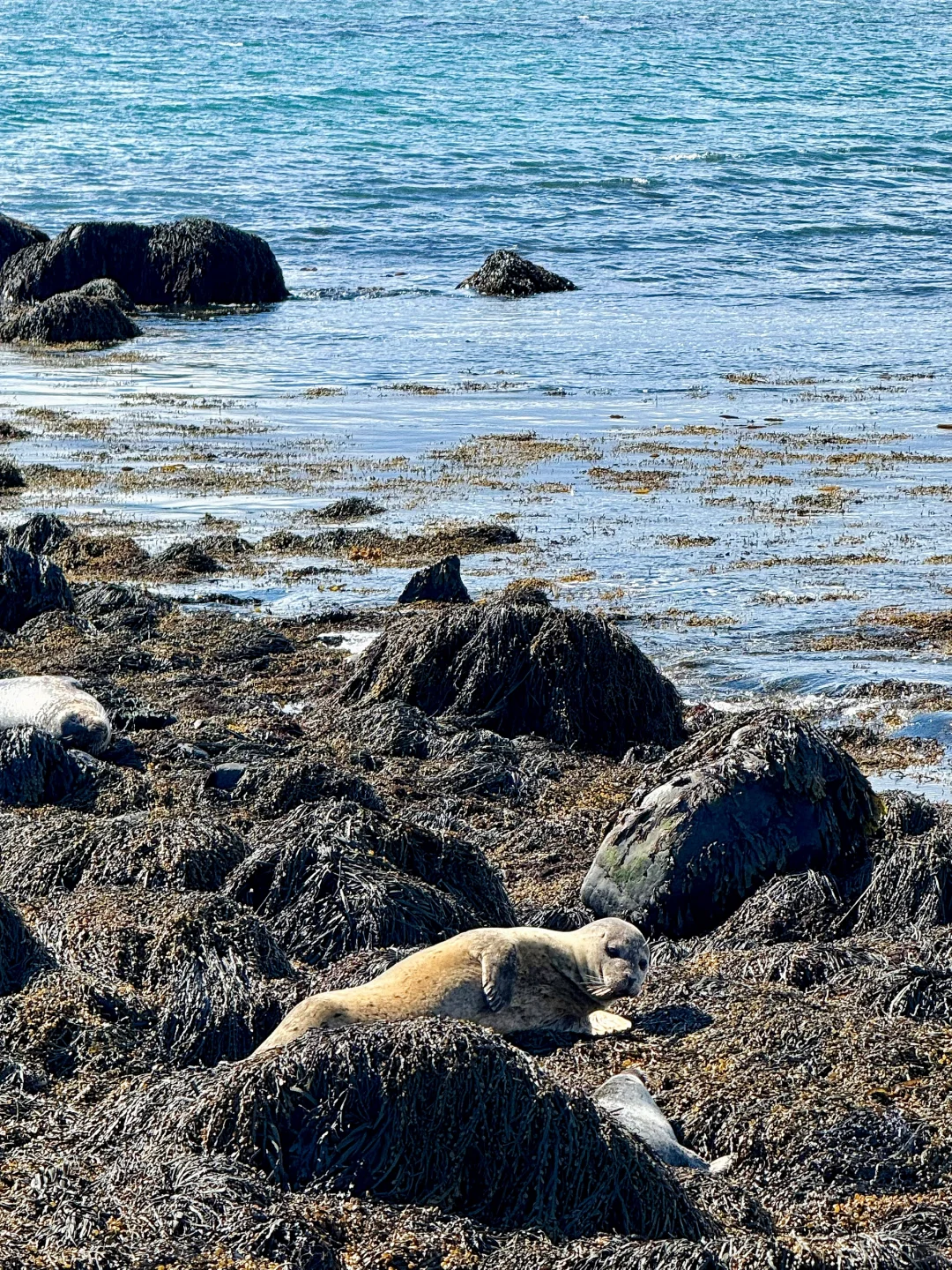 🌸 5月的冰岛,已经美到Next Level了!