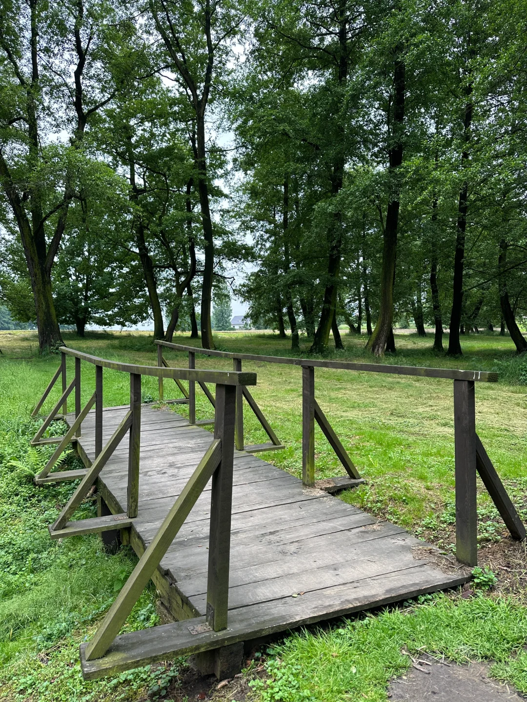 波兰之树屋是真的树 ，自己长成了个“客厅”！