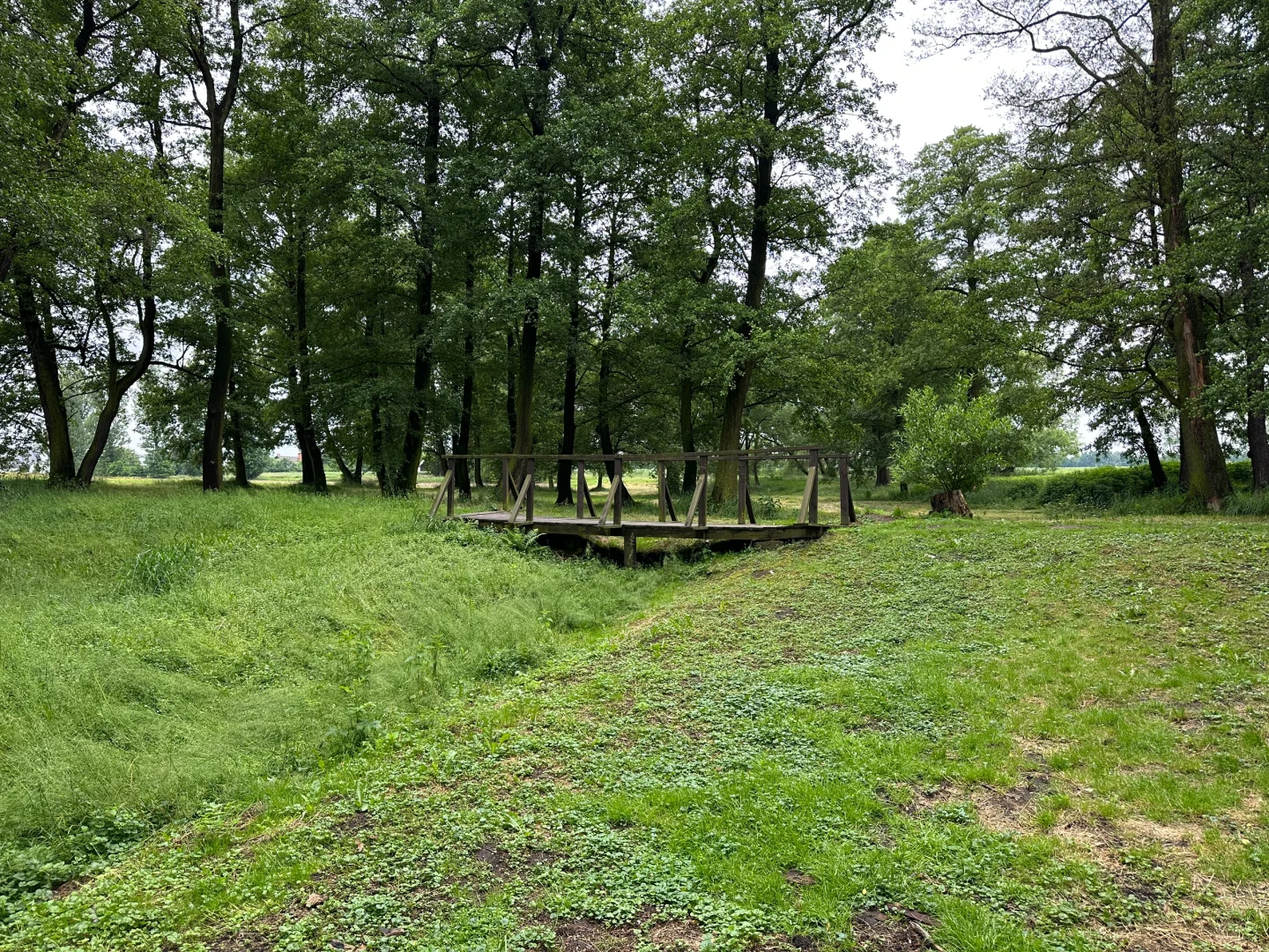 波兰之树屋是真的树 ，自己长成了个“客厅”！