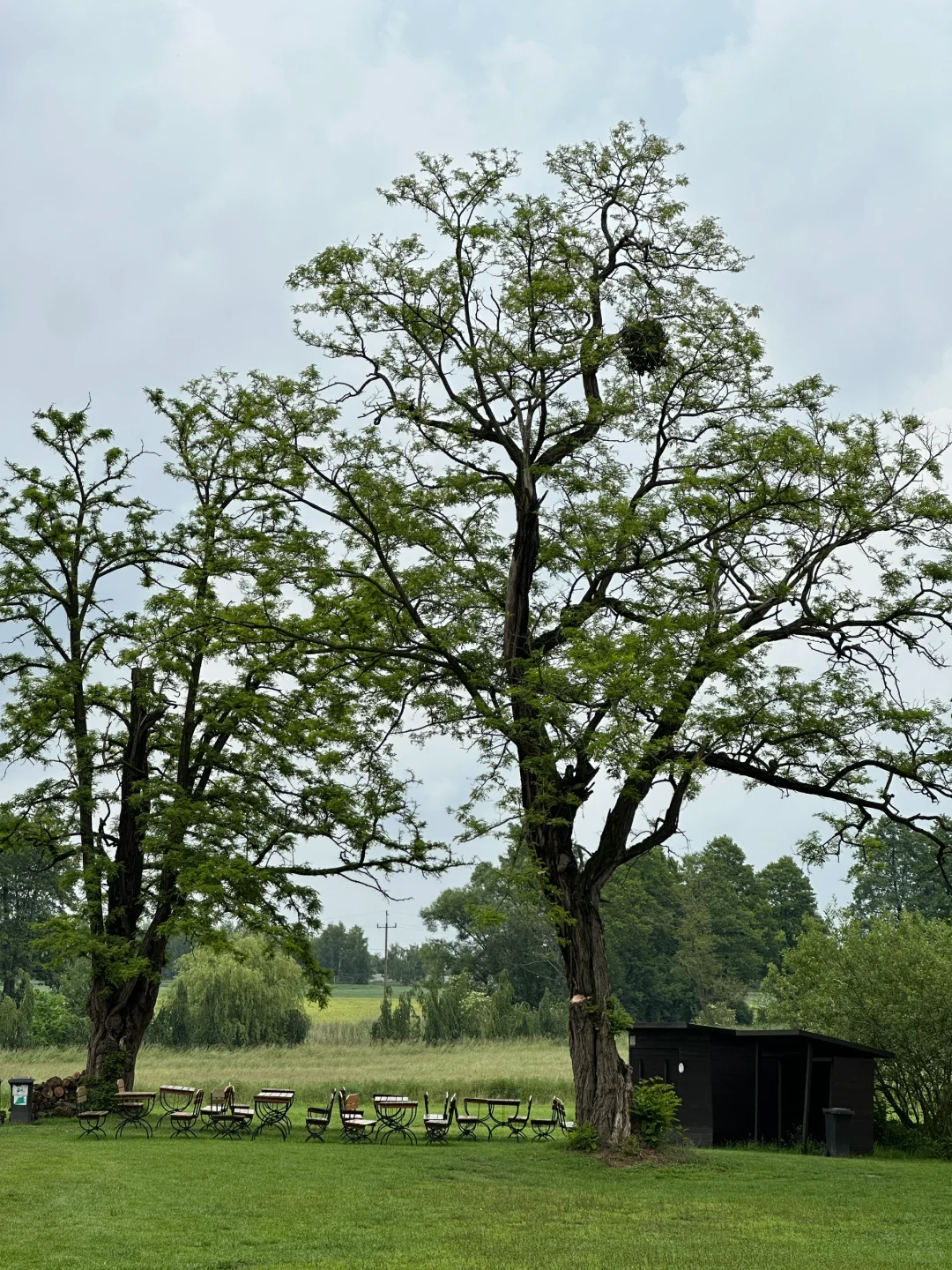 波兰之树屋是真的树 ，自己长成了个“客厅”！