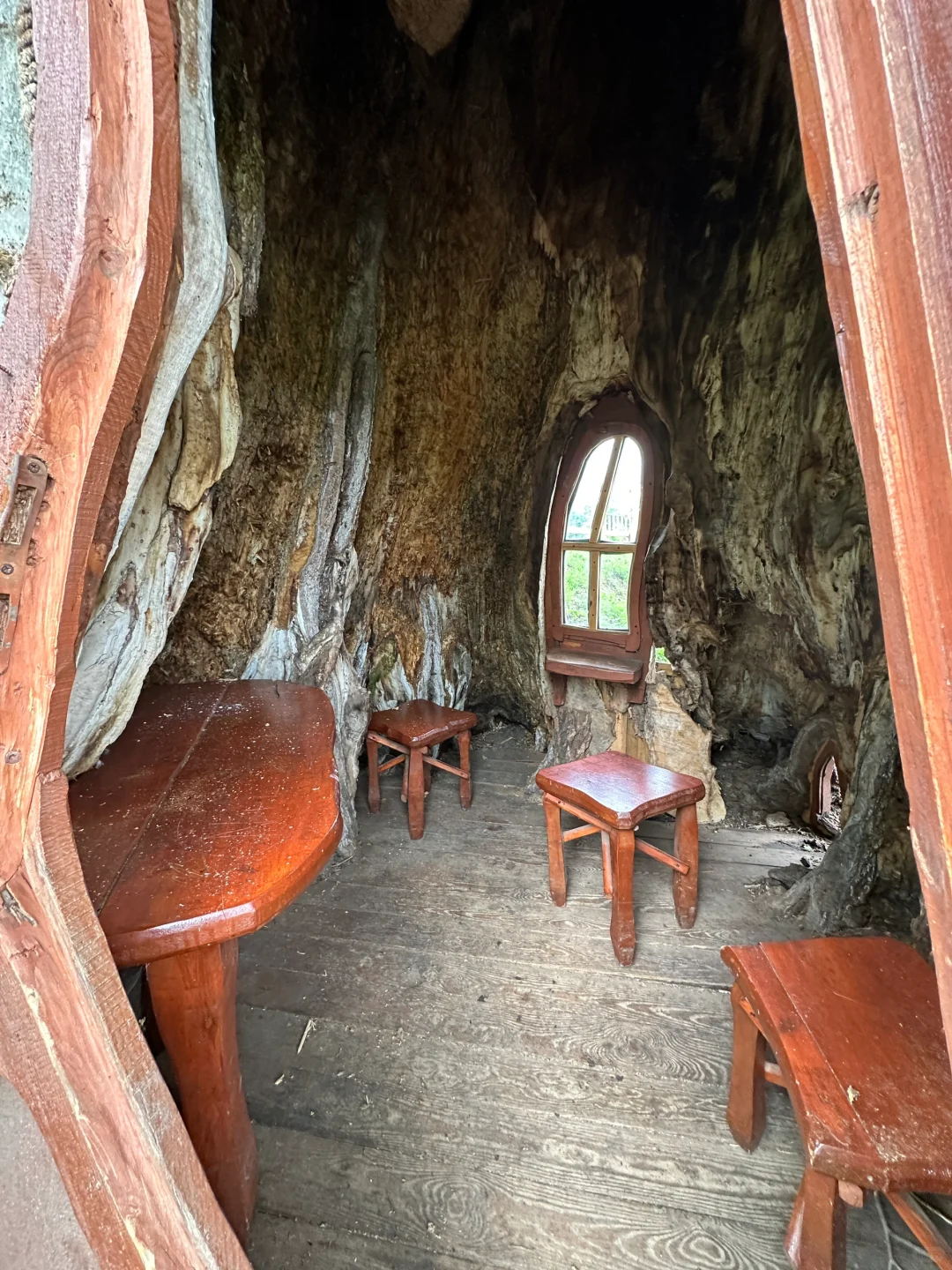 波兰之树屋是真的树 ，自己长成了个“客厅”！