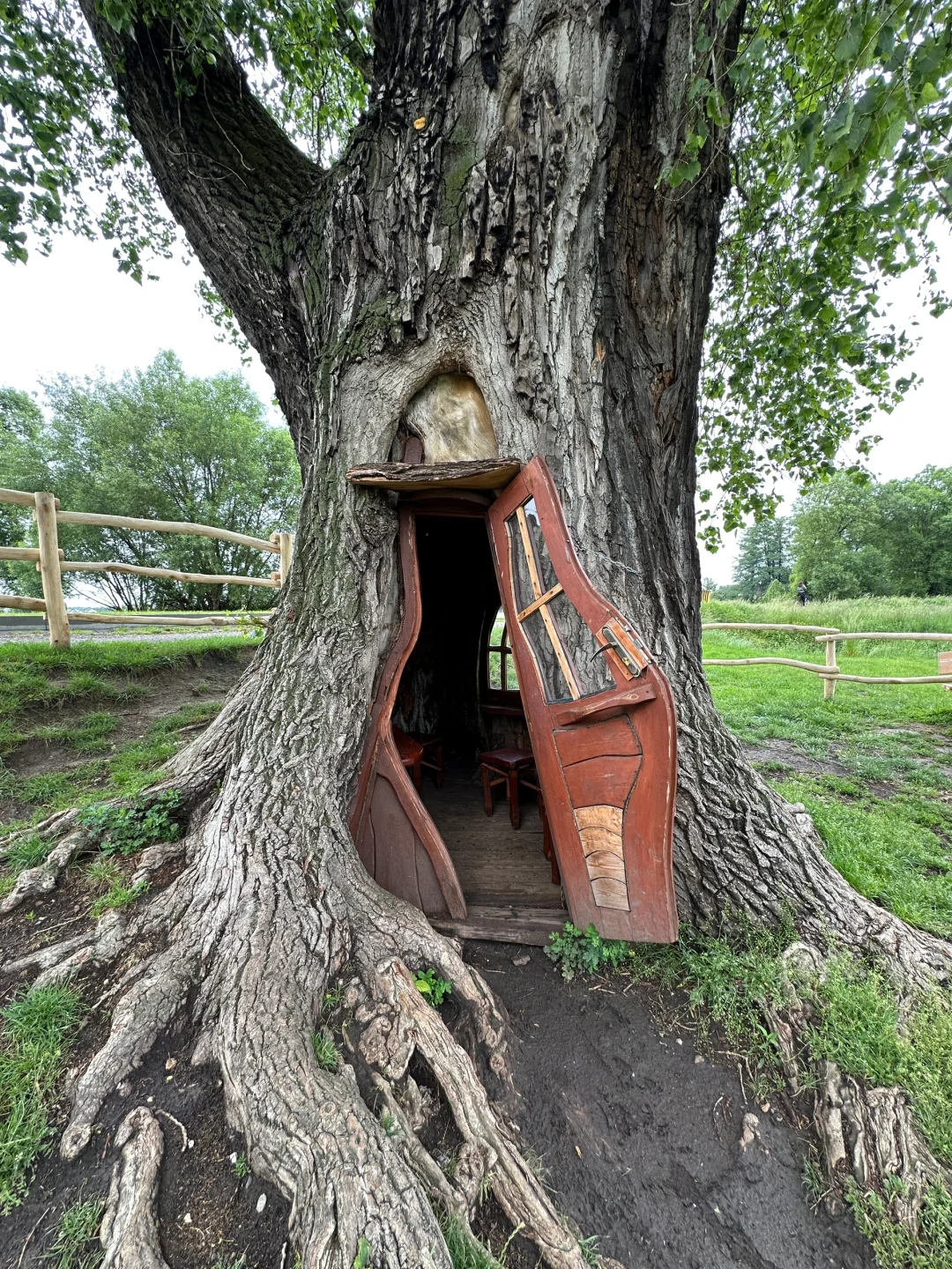 波兰之树屋是真的树 ，自己长成了个“客厅”！