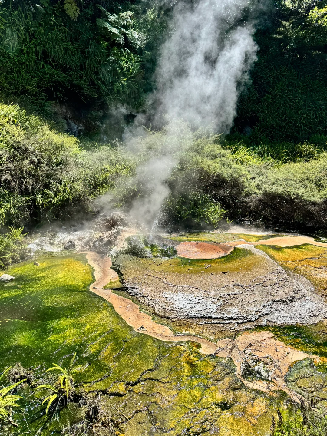 我在新西兰最喜欢的风景 (*ᴗ͈ˬᴗ͈)ꕤ*.゚